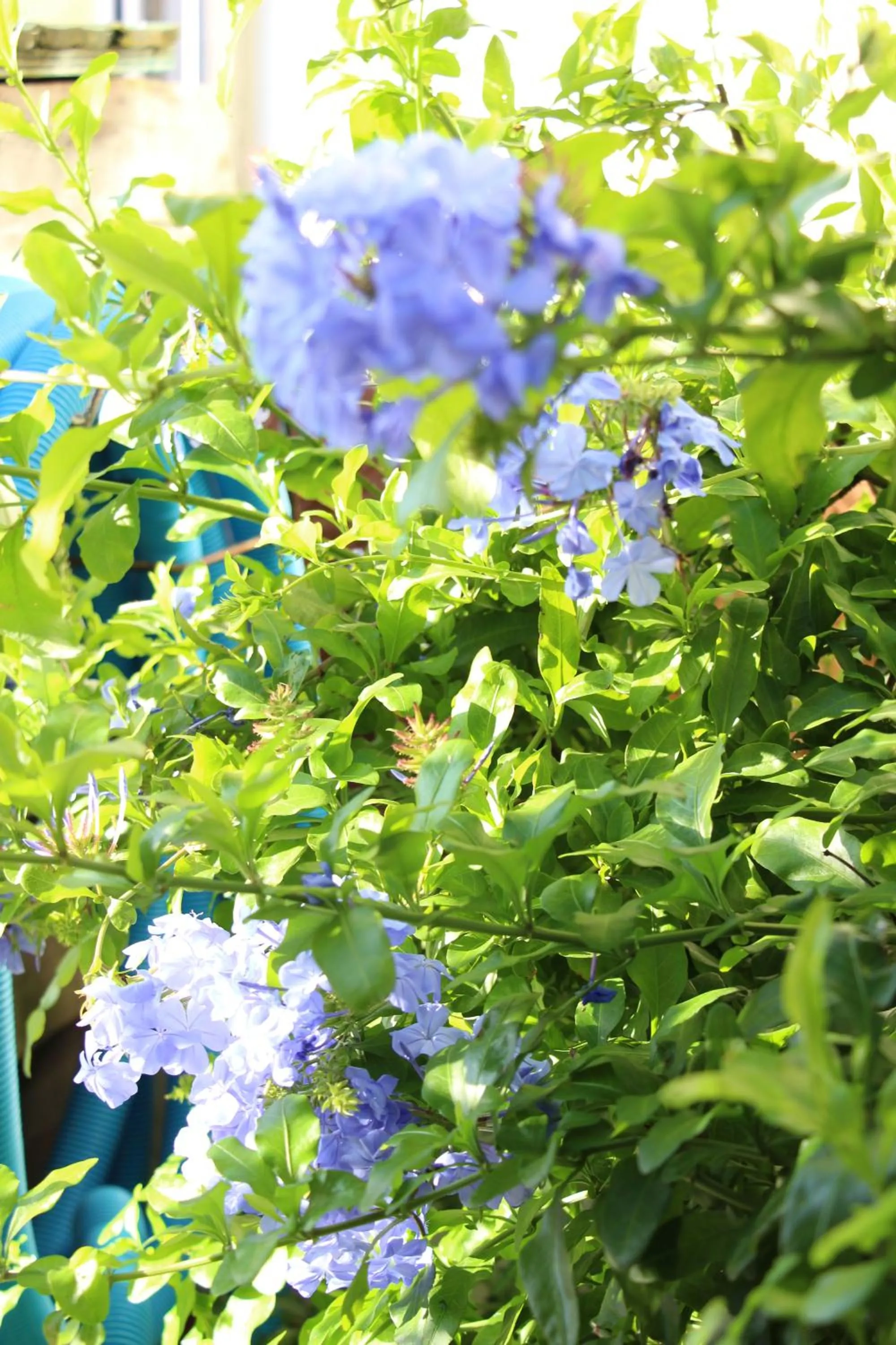 Garden in Casa o Futuro