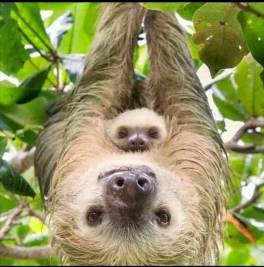 Other in El Jardin de Playa Negra