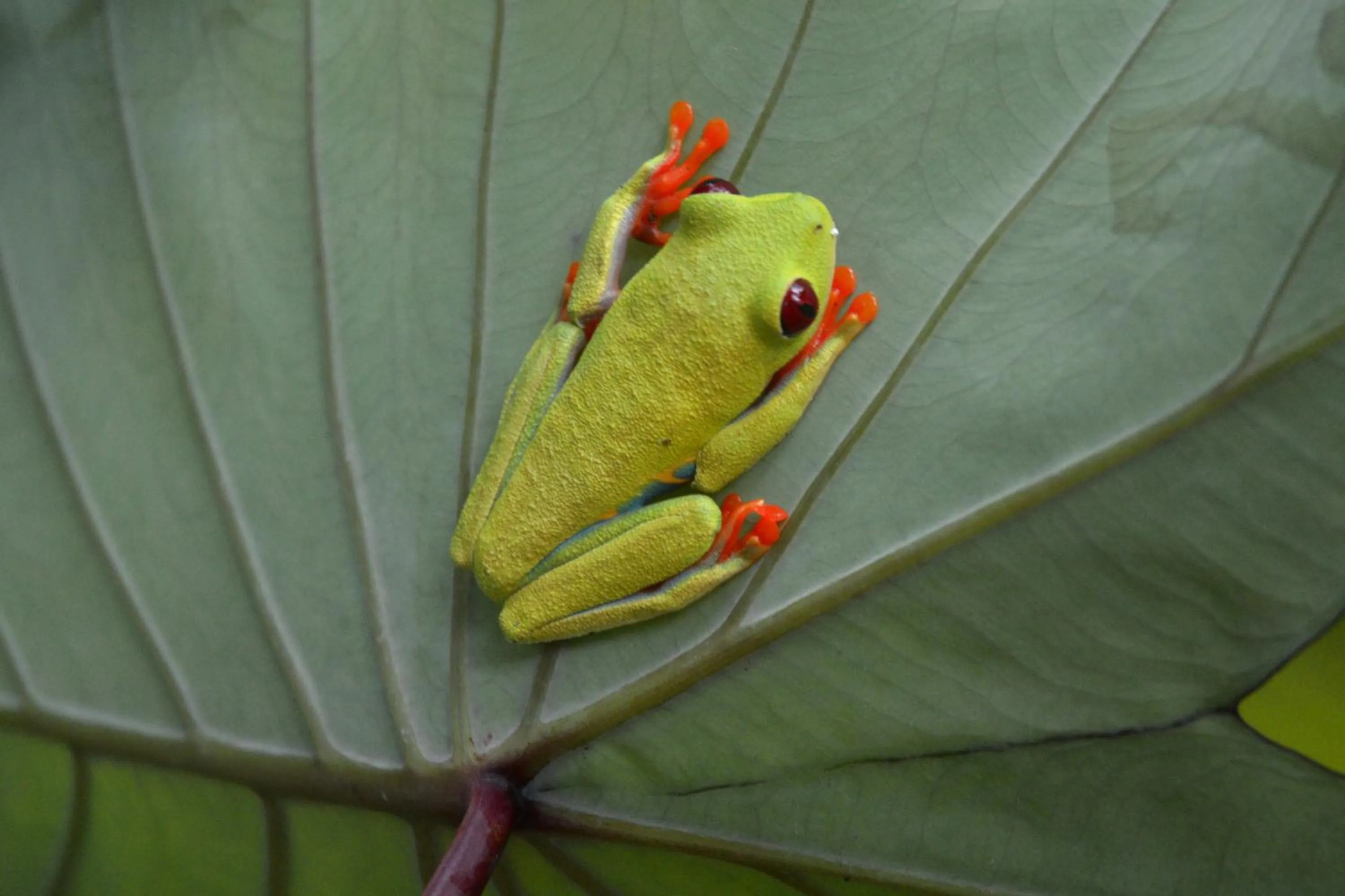 Animals in El Jardin de Playa Negra