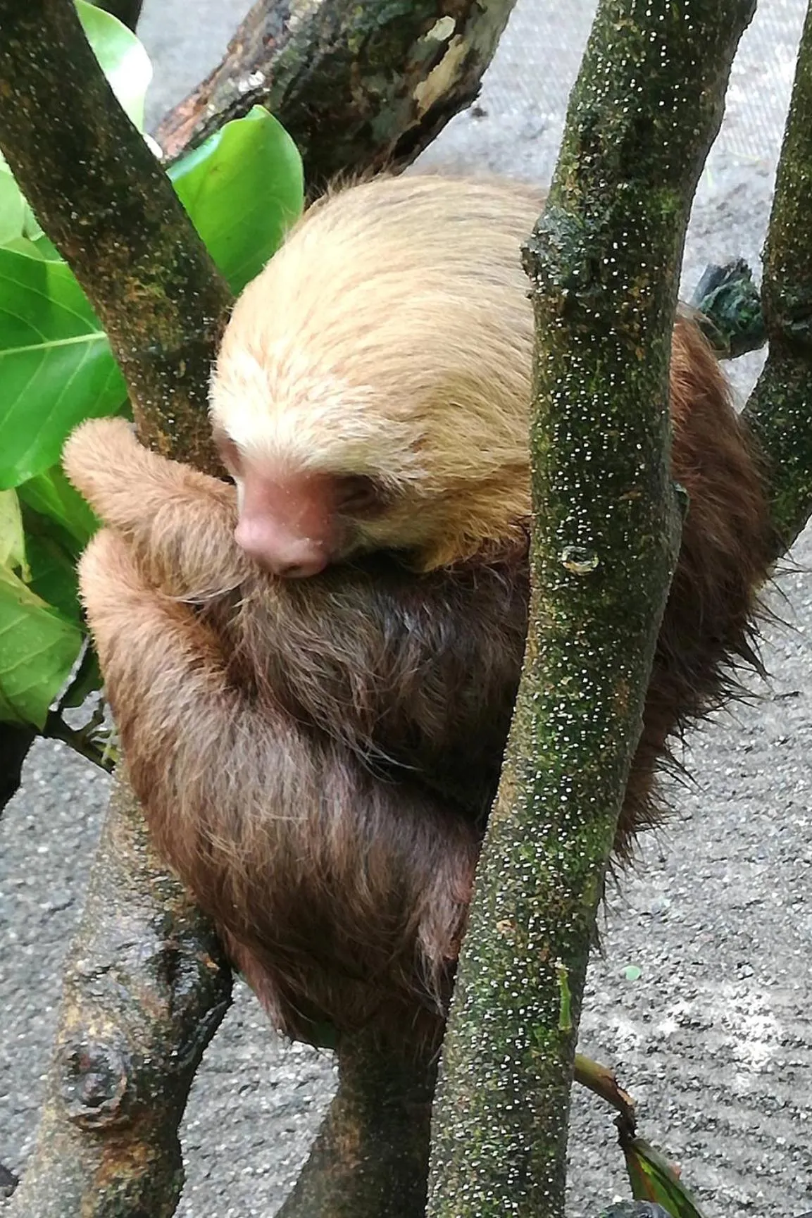 Animals in El Jardin de Playa Negra