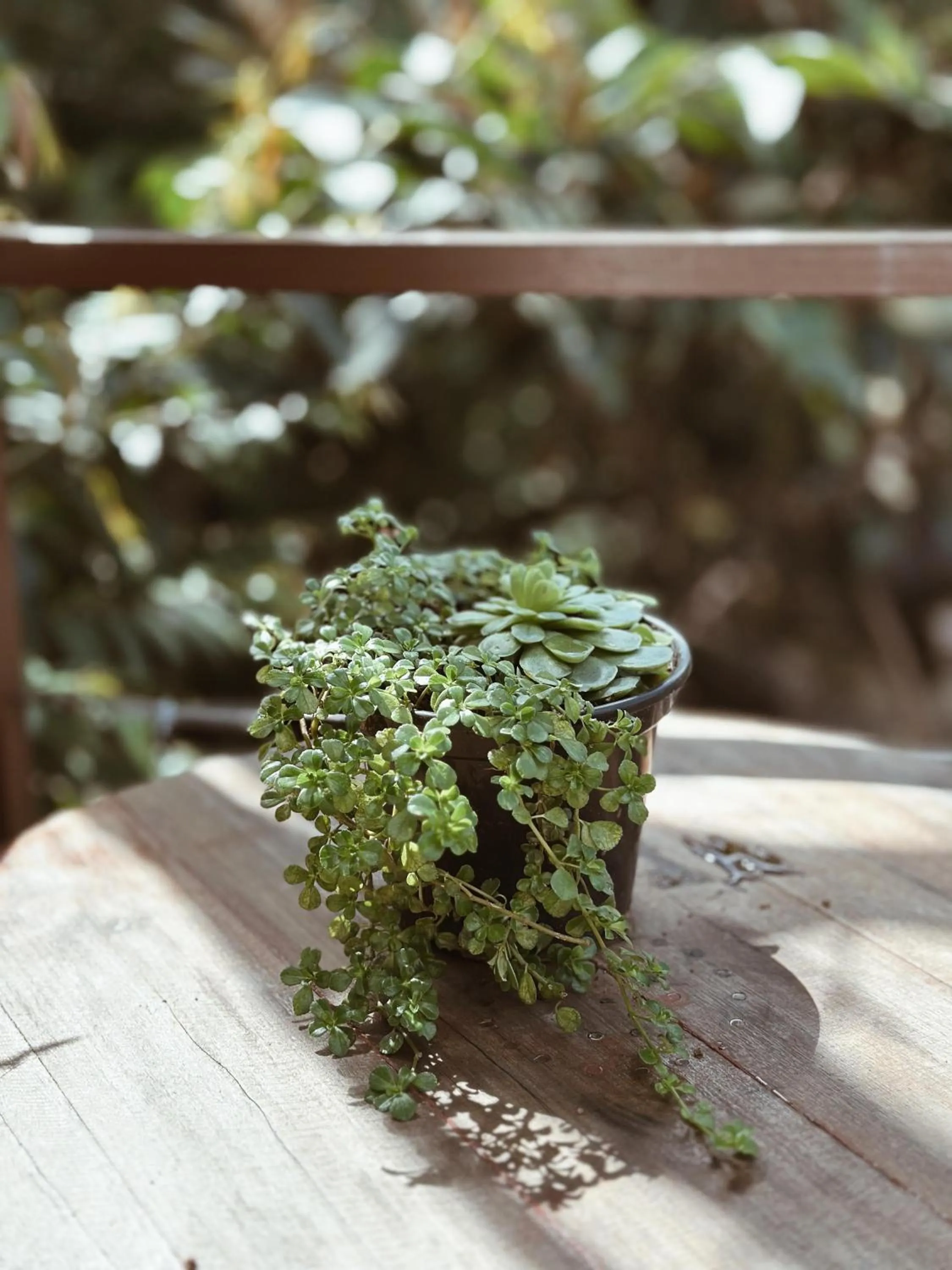 Natural landscape in Vila Abaton