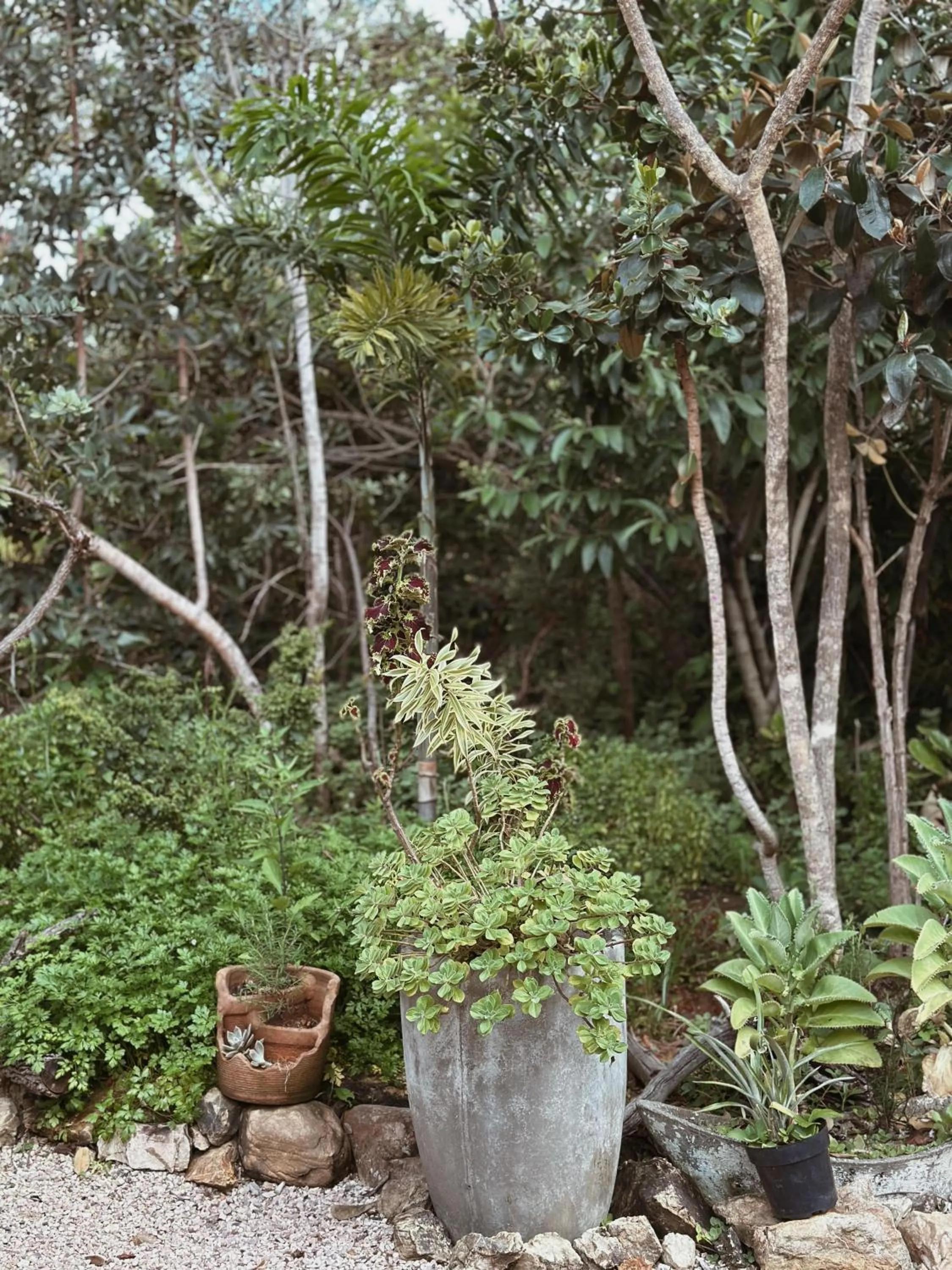 Garden in Vila Abaton