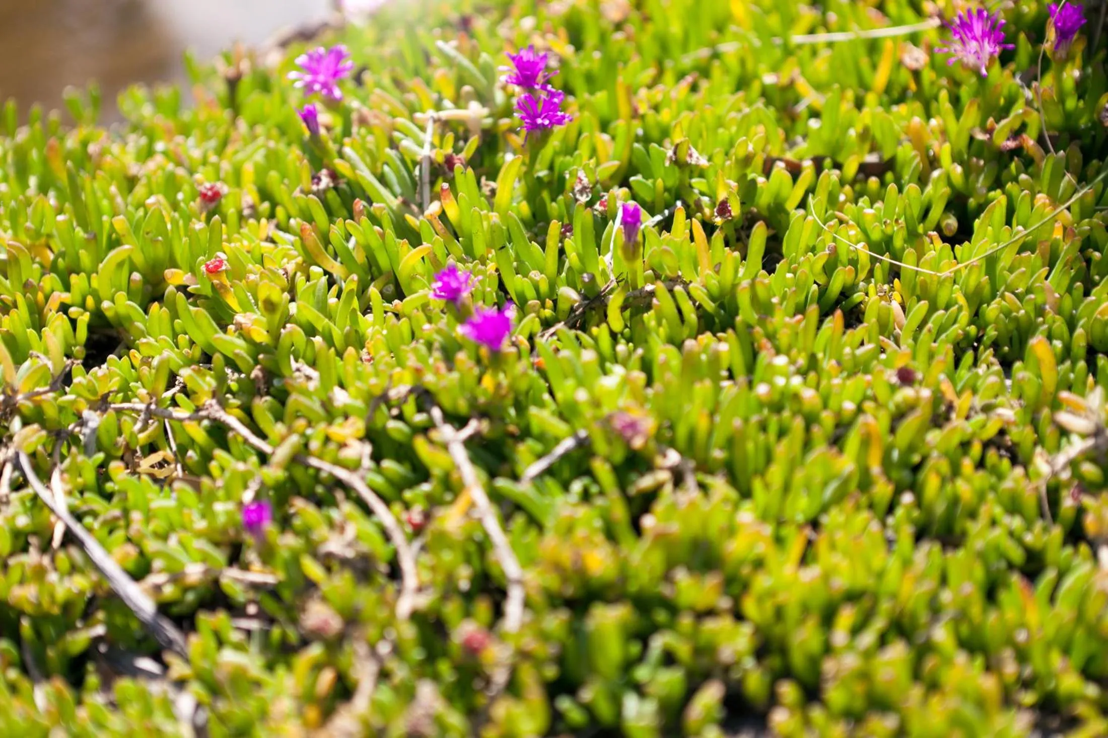 Sailaway Beach House