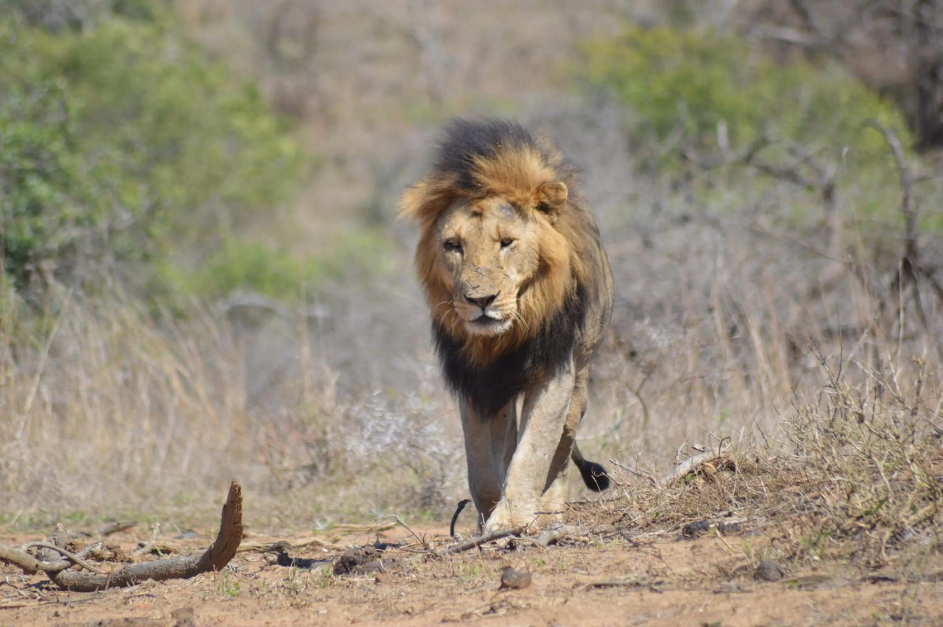 Off site in Luxury Tented Village @ Urban Glamping