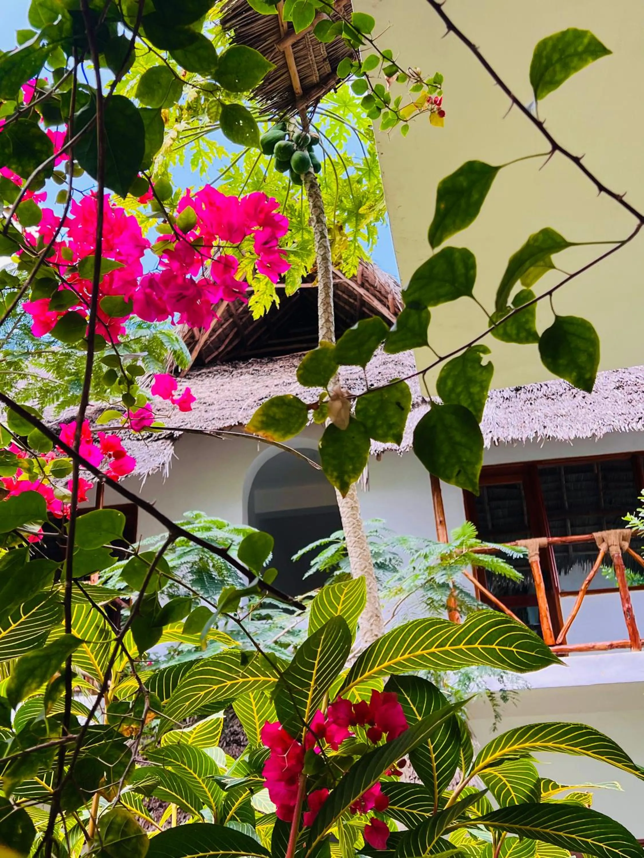 Garden view in Tropical Nungwi