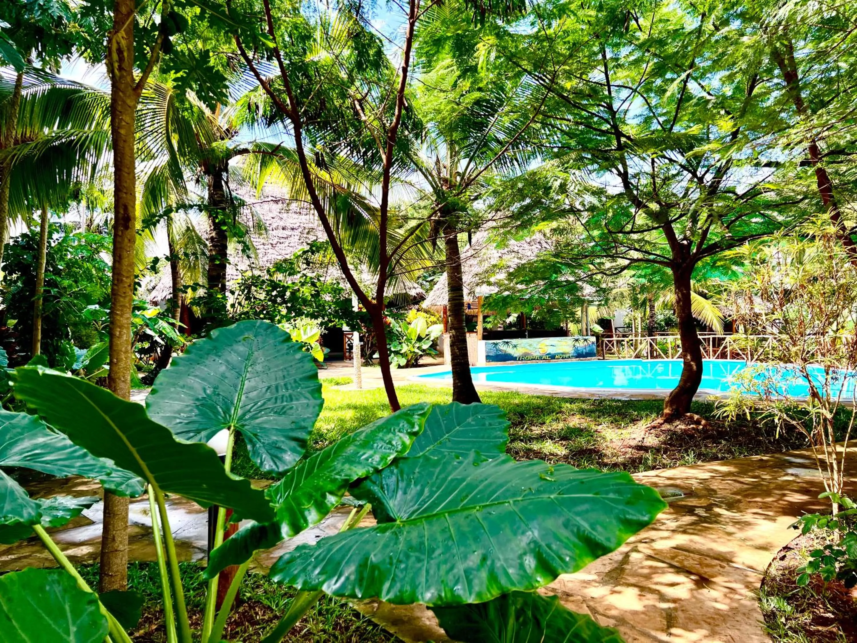 Garden in Tropical Nungwi