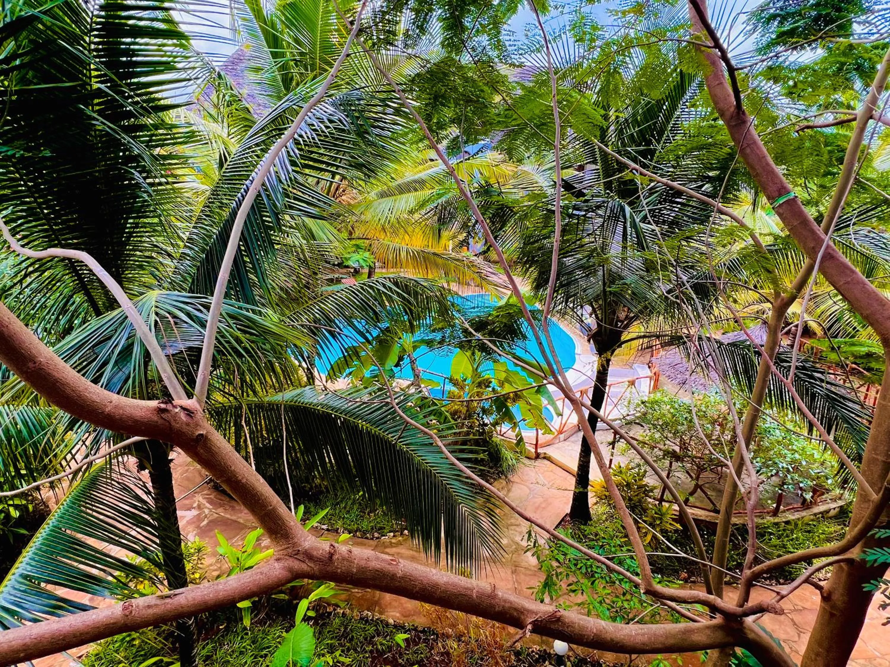 Garden in Tropical Nungwi