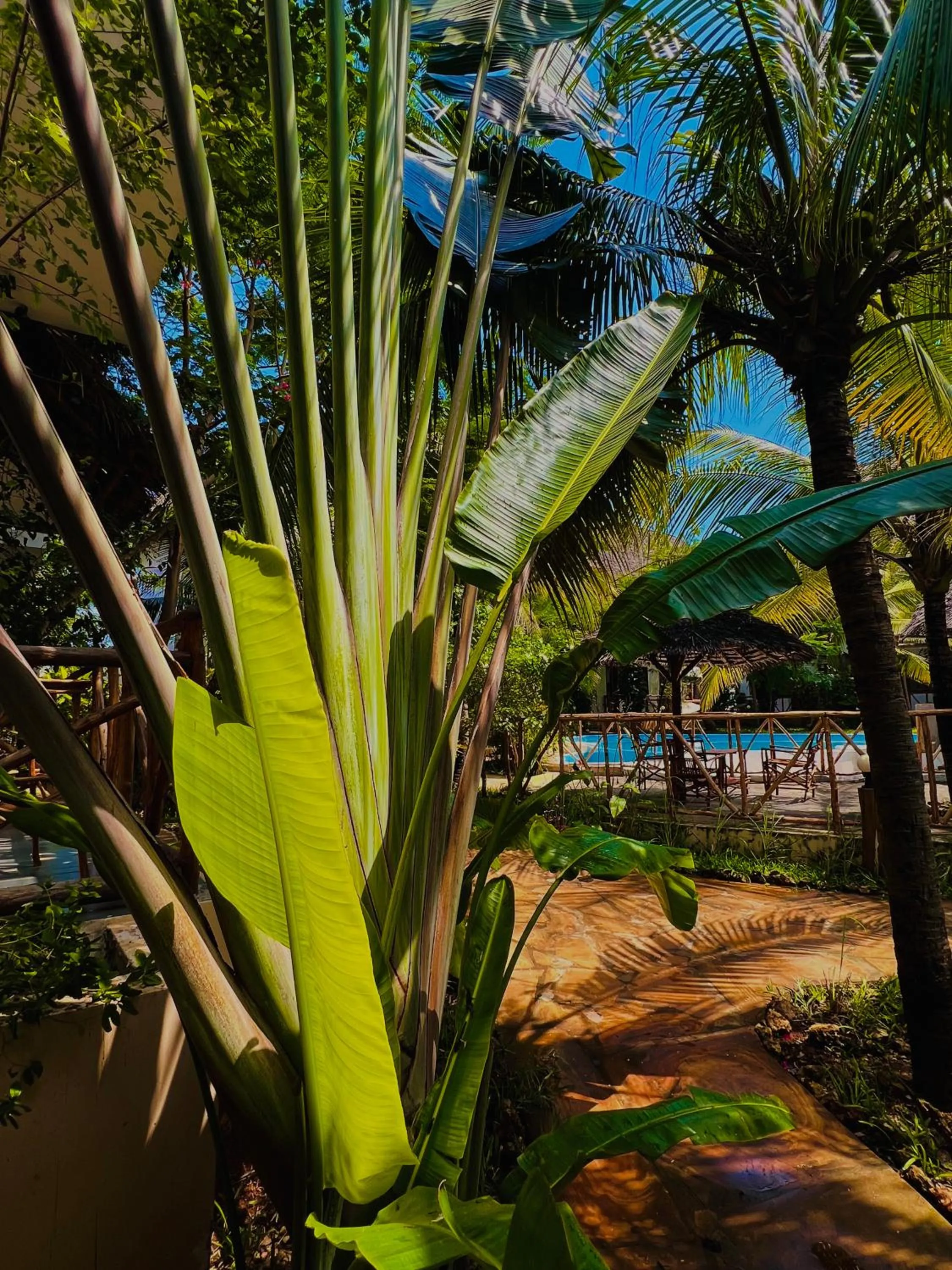 Natural landscape in Tropical Nungwi