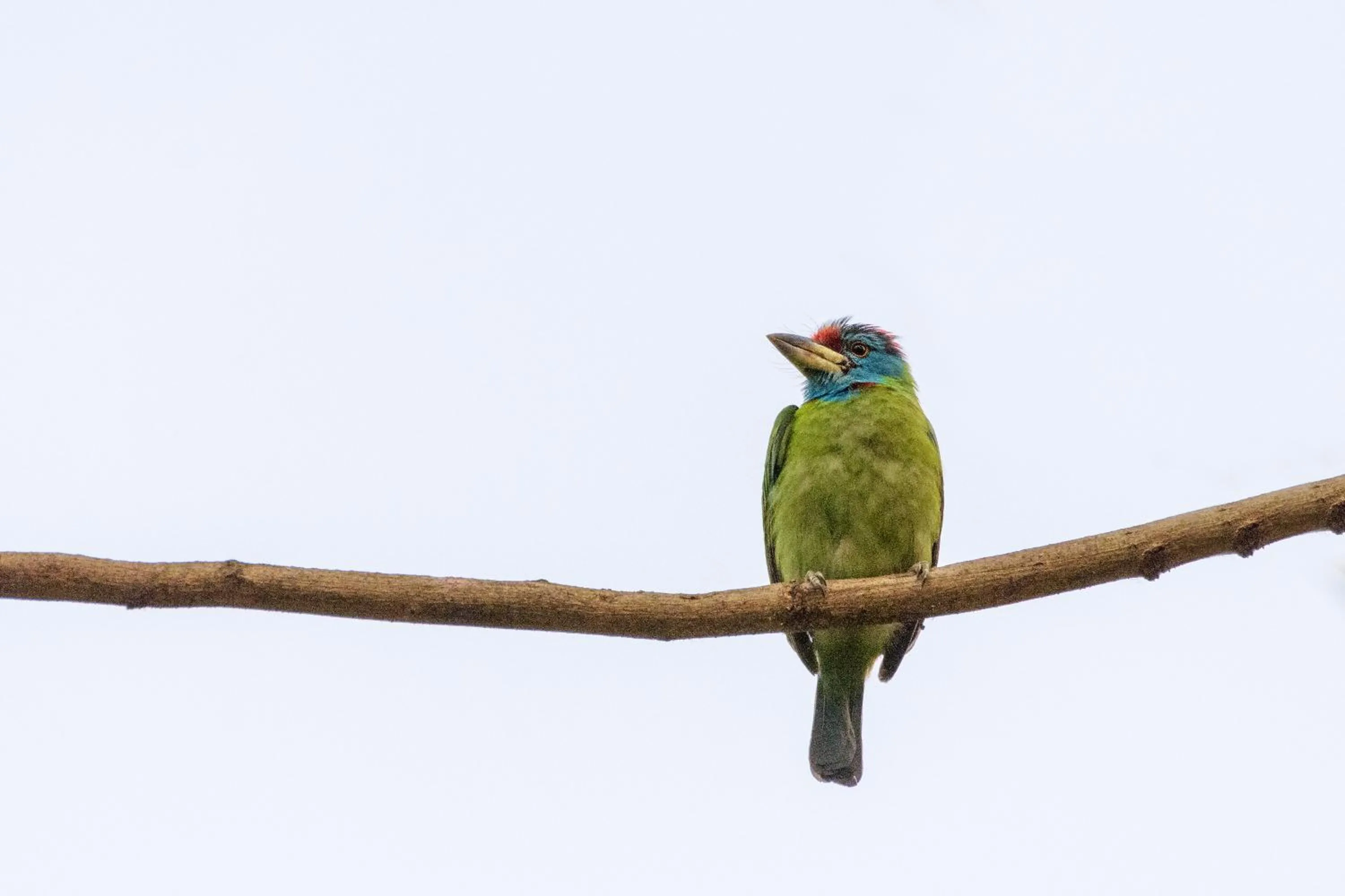 Bird's eye view in The Riverwood Forest Retreat Dooars - fully vaccinated staff