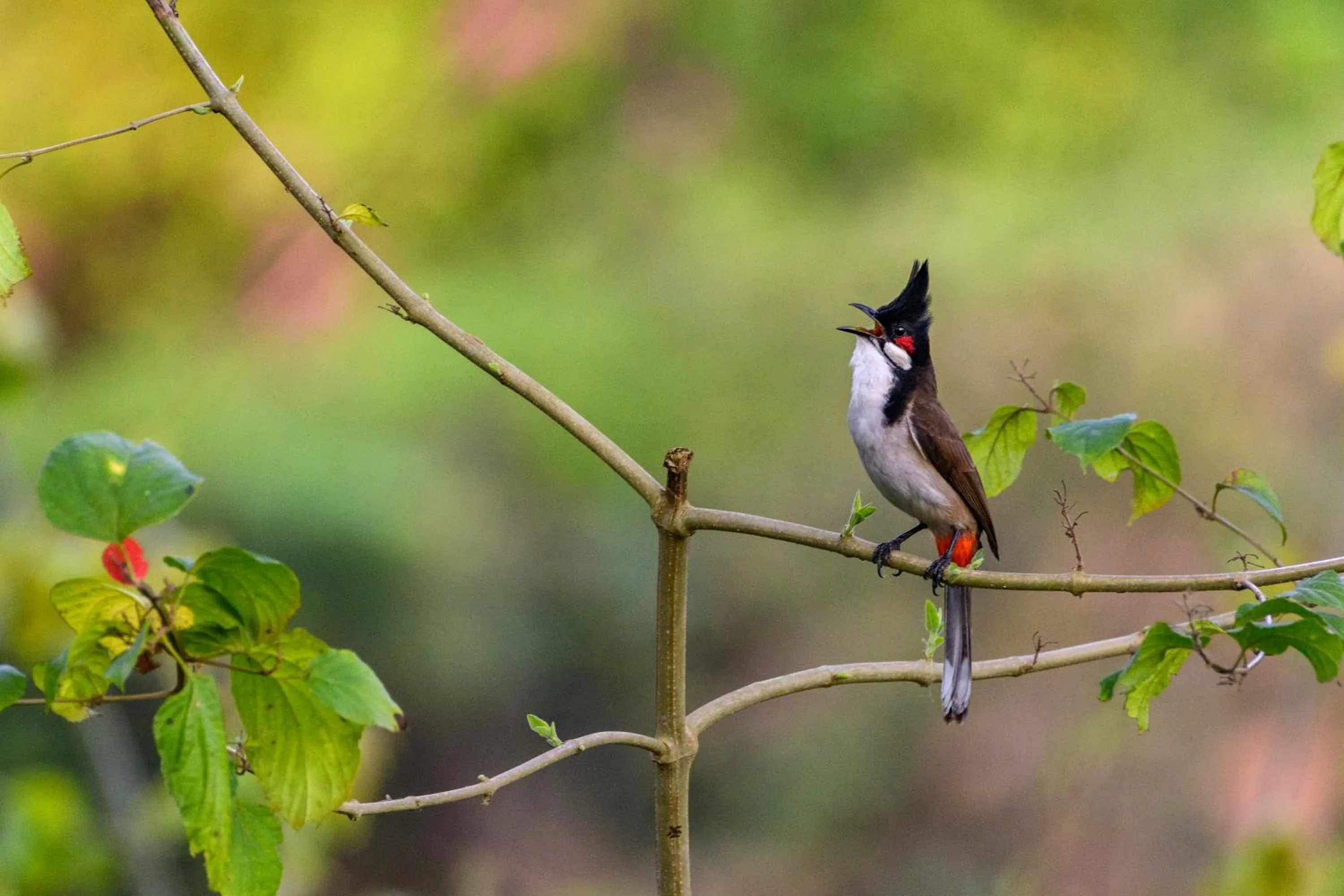 Bird's eye view in The Riverwood Forest Retreat Dooars - fully vaccinated staff