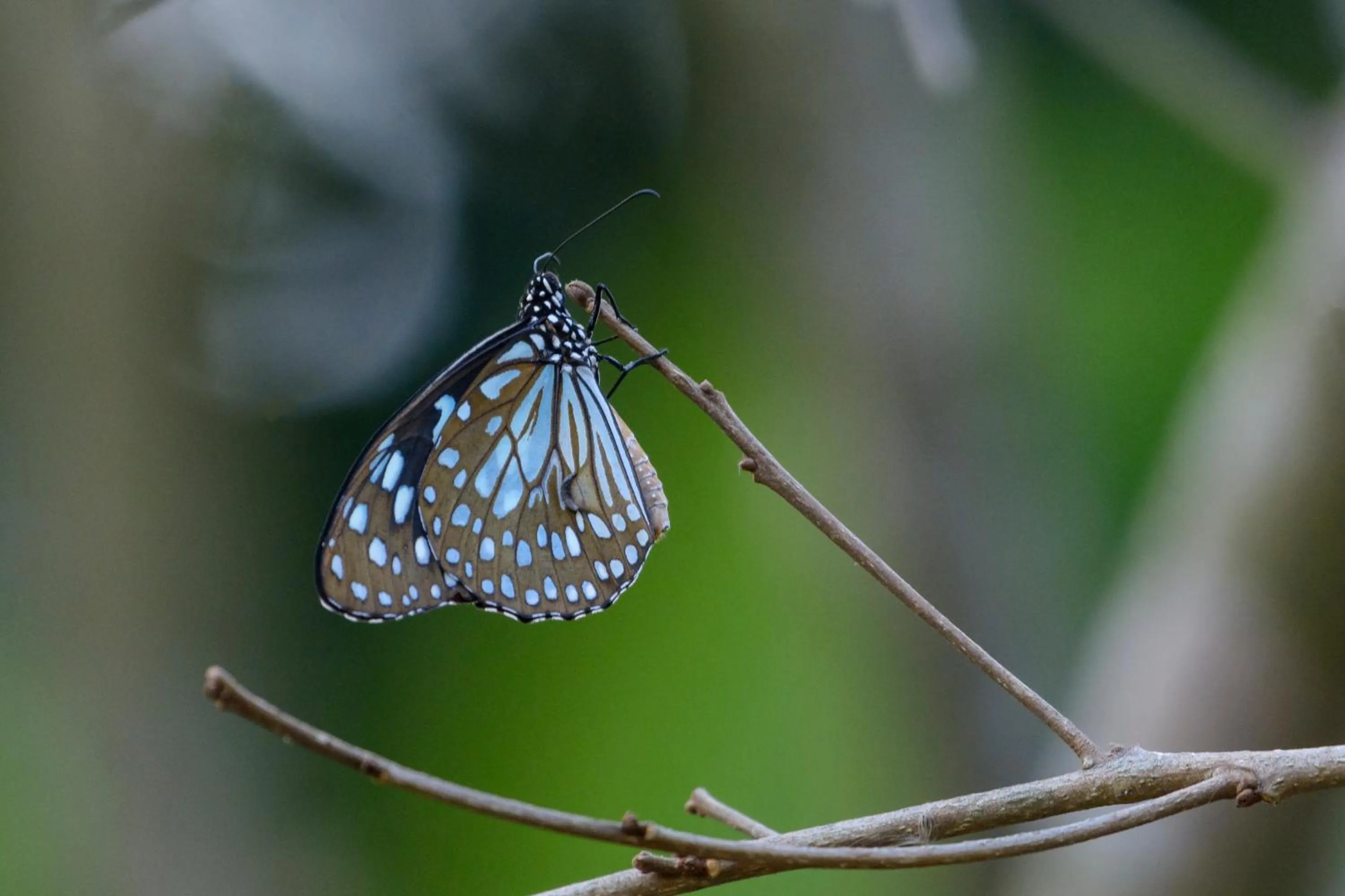 Animals in The Riverwood Forest Retreat Dooars - fully vaccinated staff