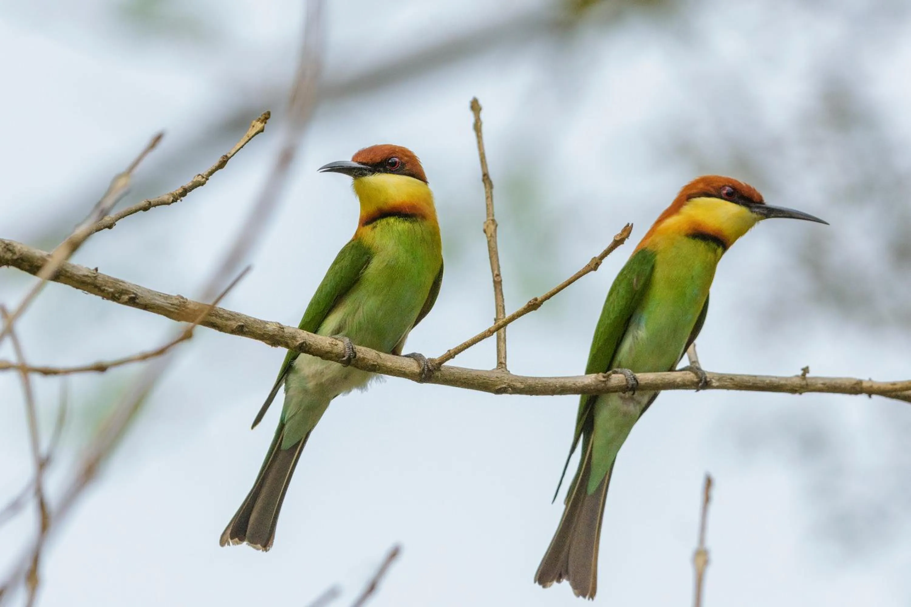 Animals in The Riverwood Forest Retreat Dooars - fully vaccinated staff
