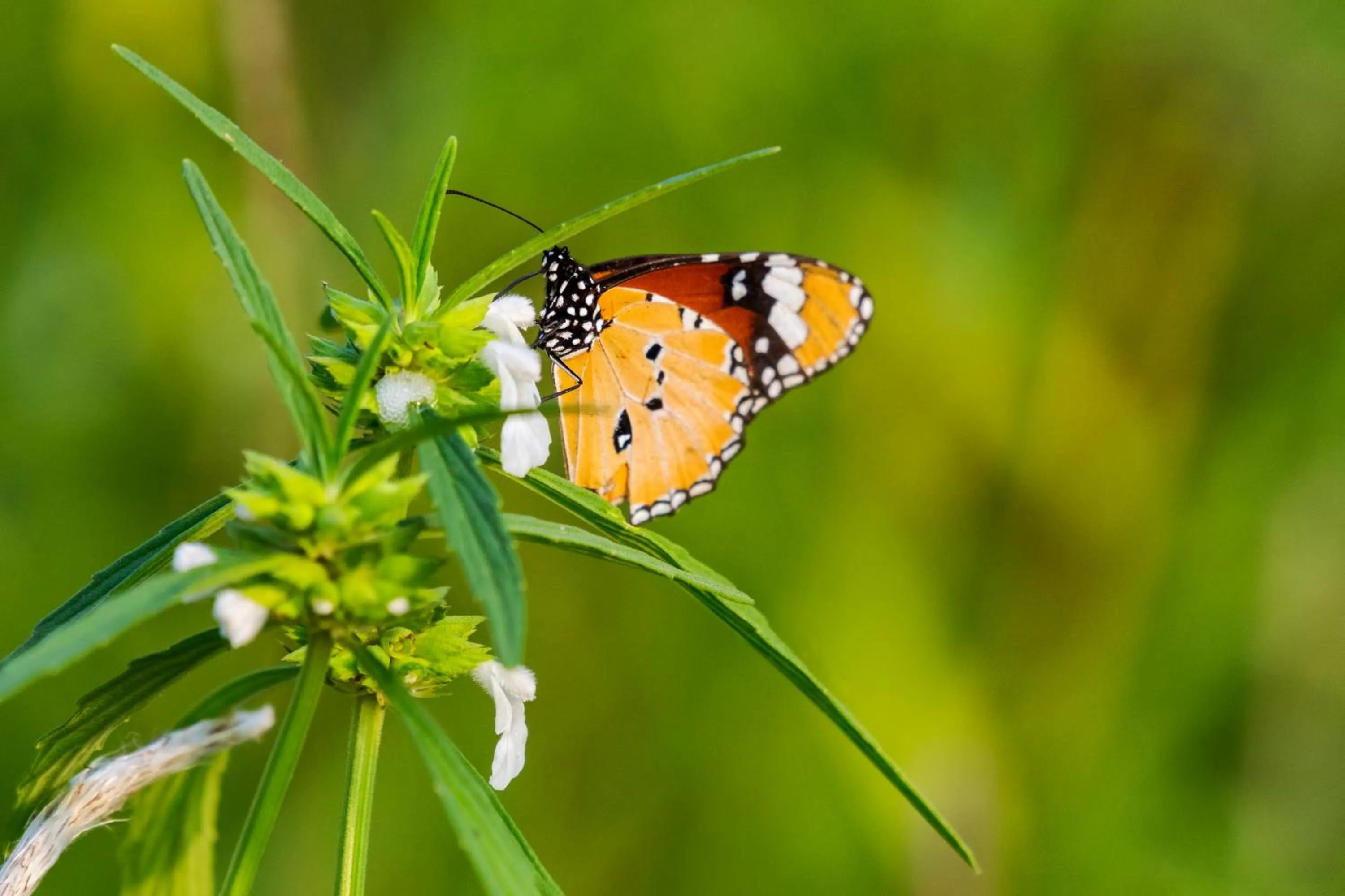 Natural landscape in The Riverwood Forest Retreat Dooars - fully vaccinated staff
