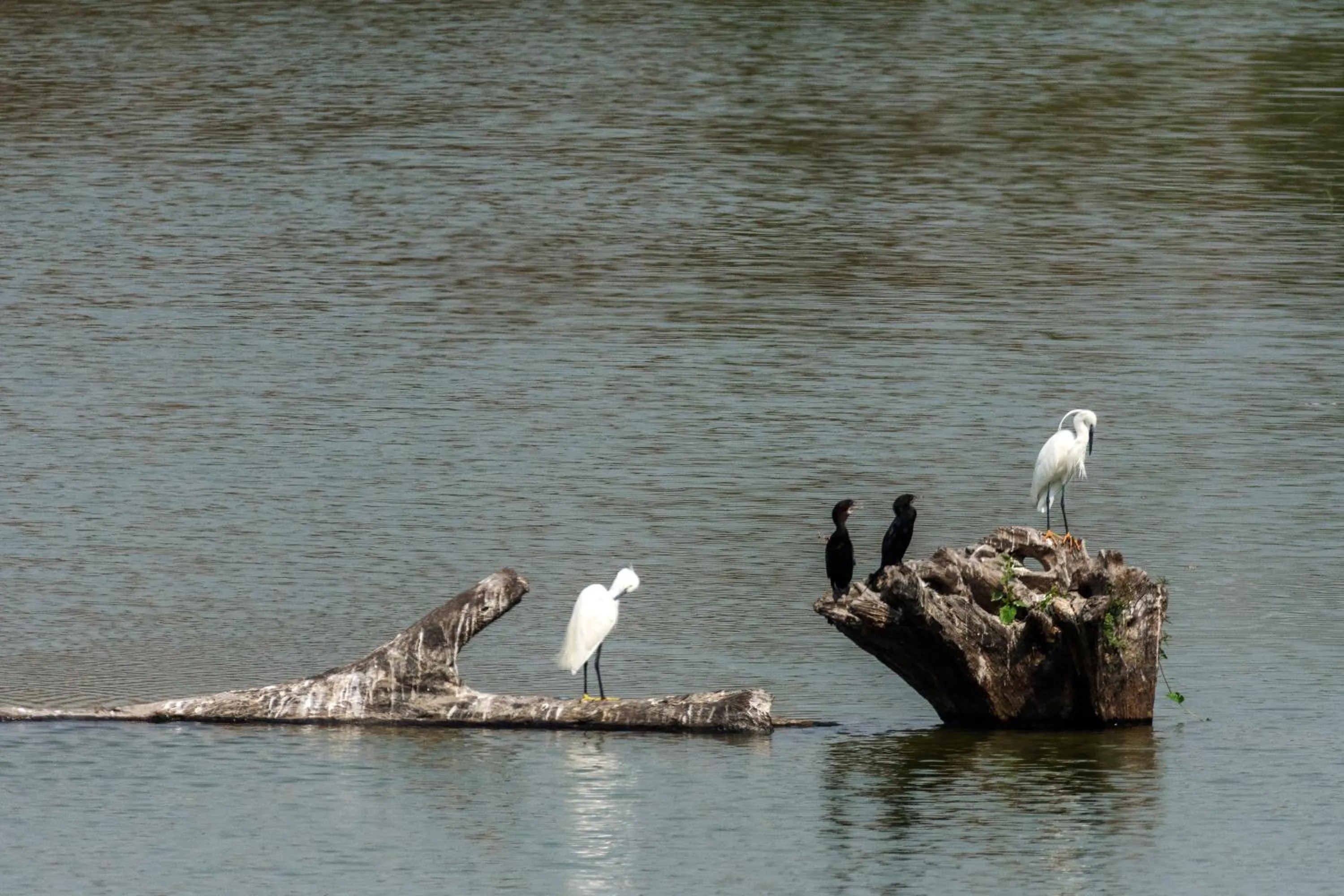 Bird's eye view in The Riverwood Forest Retreat Dooars - fully vaccinated staff