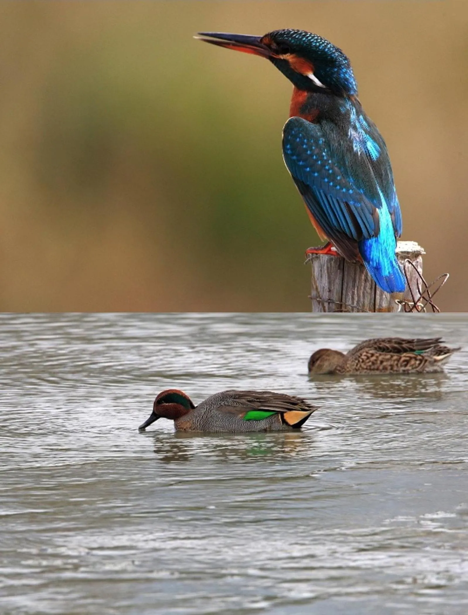 Animals in Residenza Principe Di Piemonte