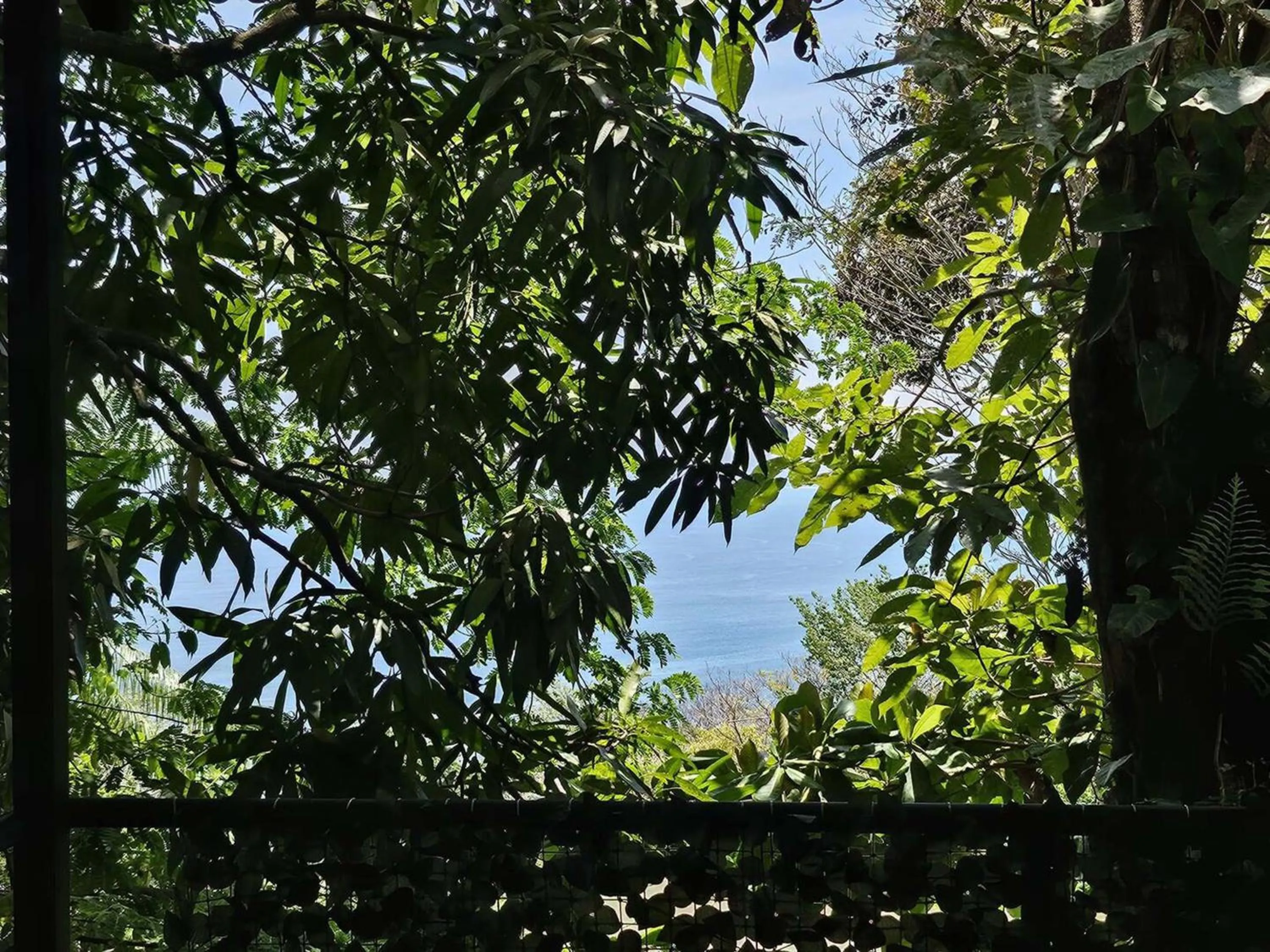 Garden view in Mango Moon Villa