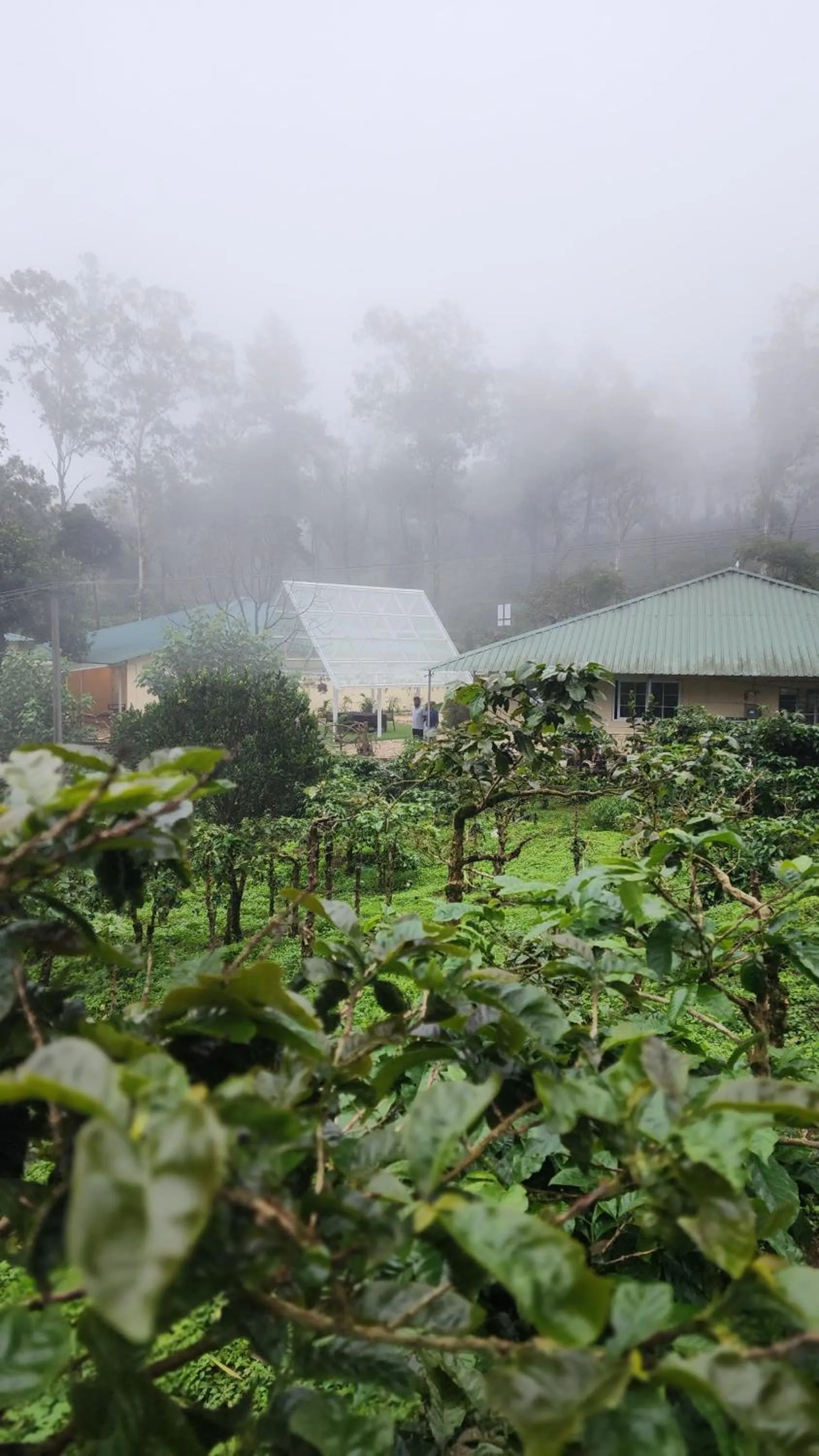 Natural landscape in Ibex Resorts, Valparai Mistly