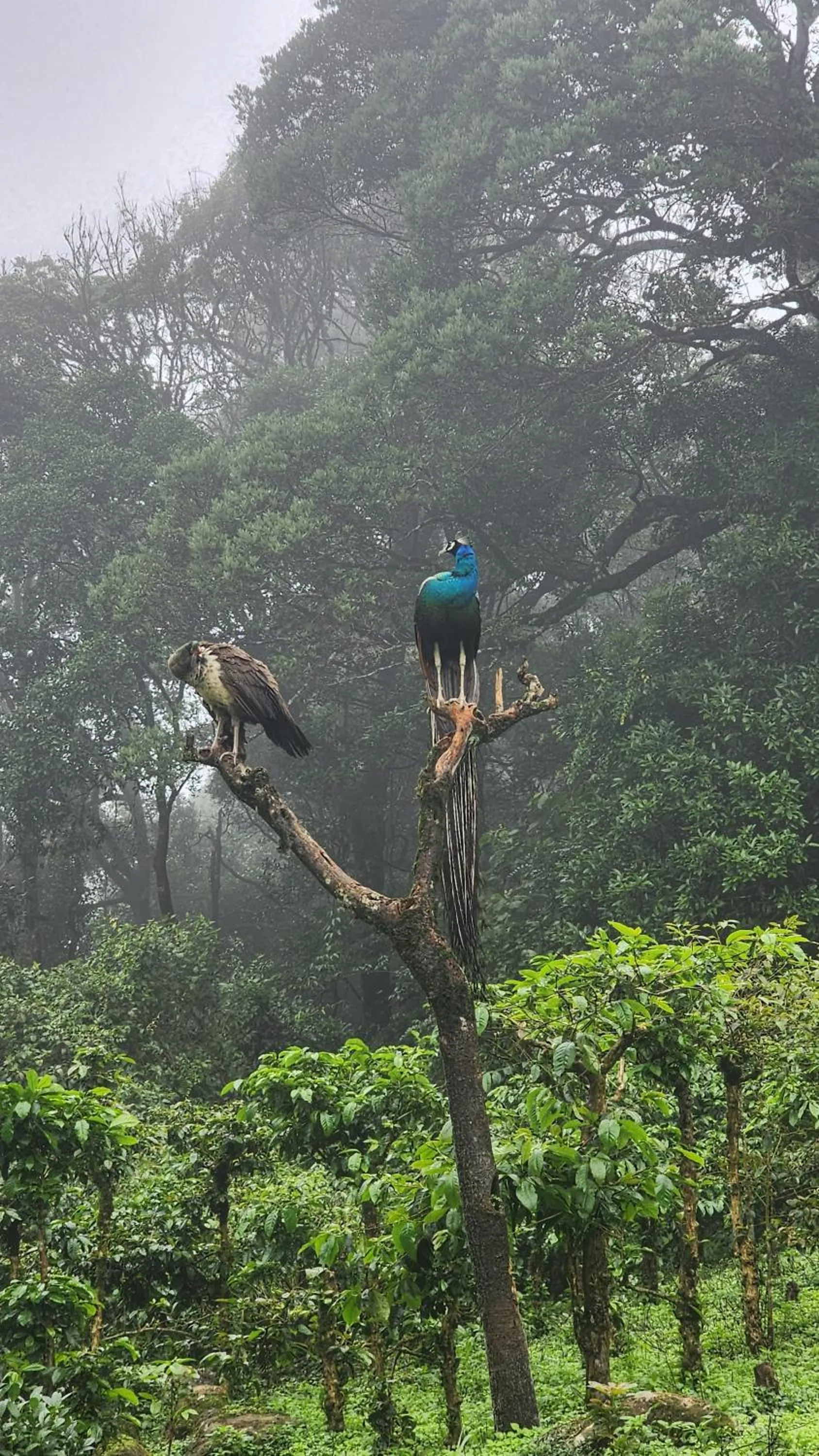 Natural landscape in Ibex Resorts, Valparai Mistly