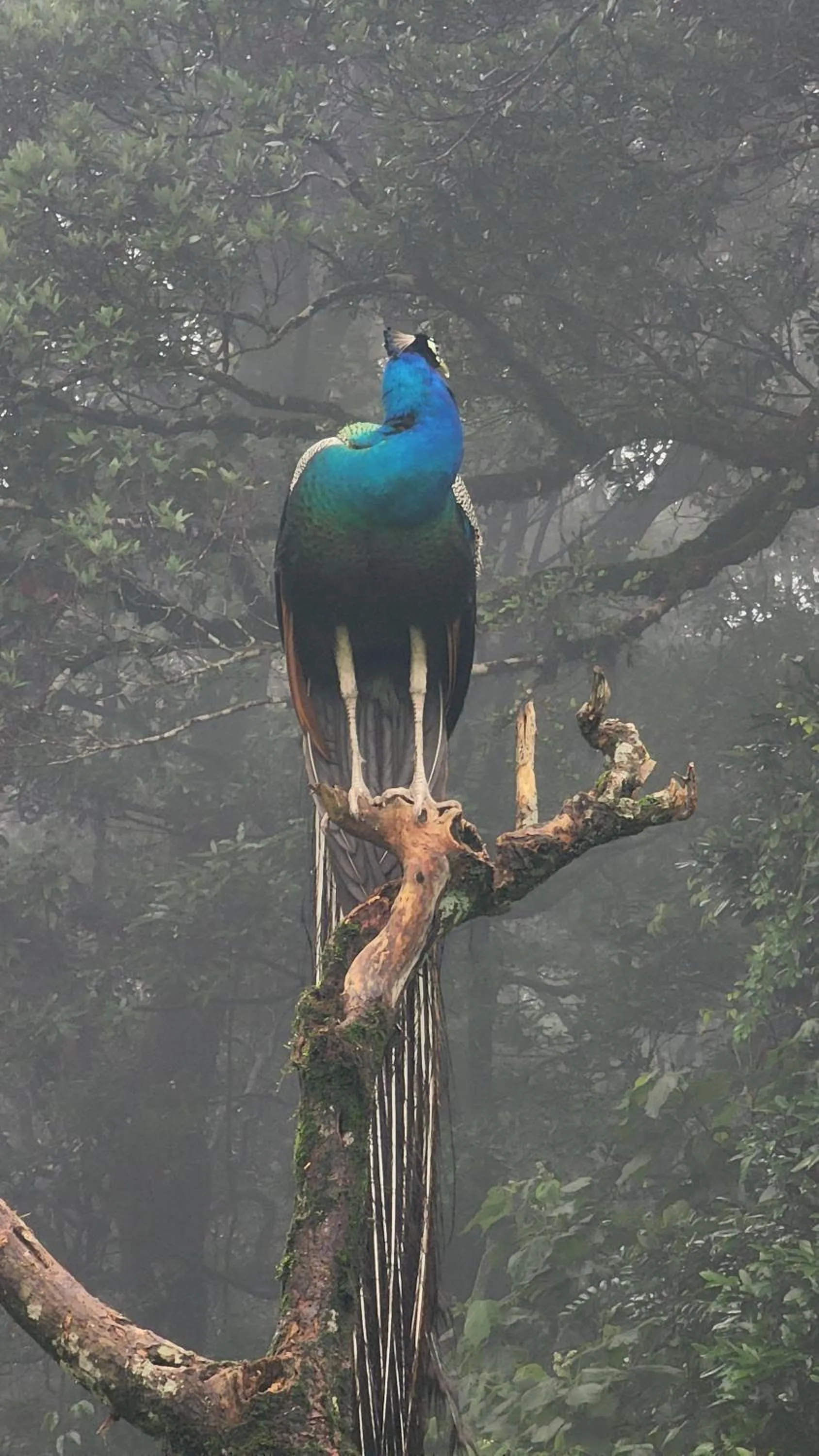 Ibex Resorts, Valparai Mistly