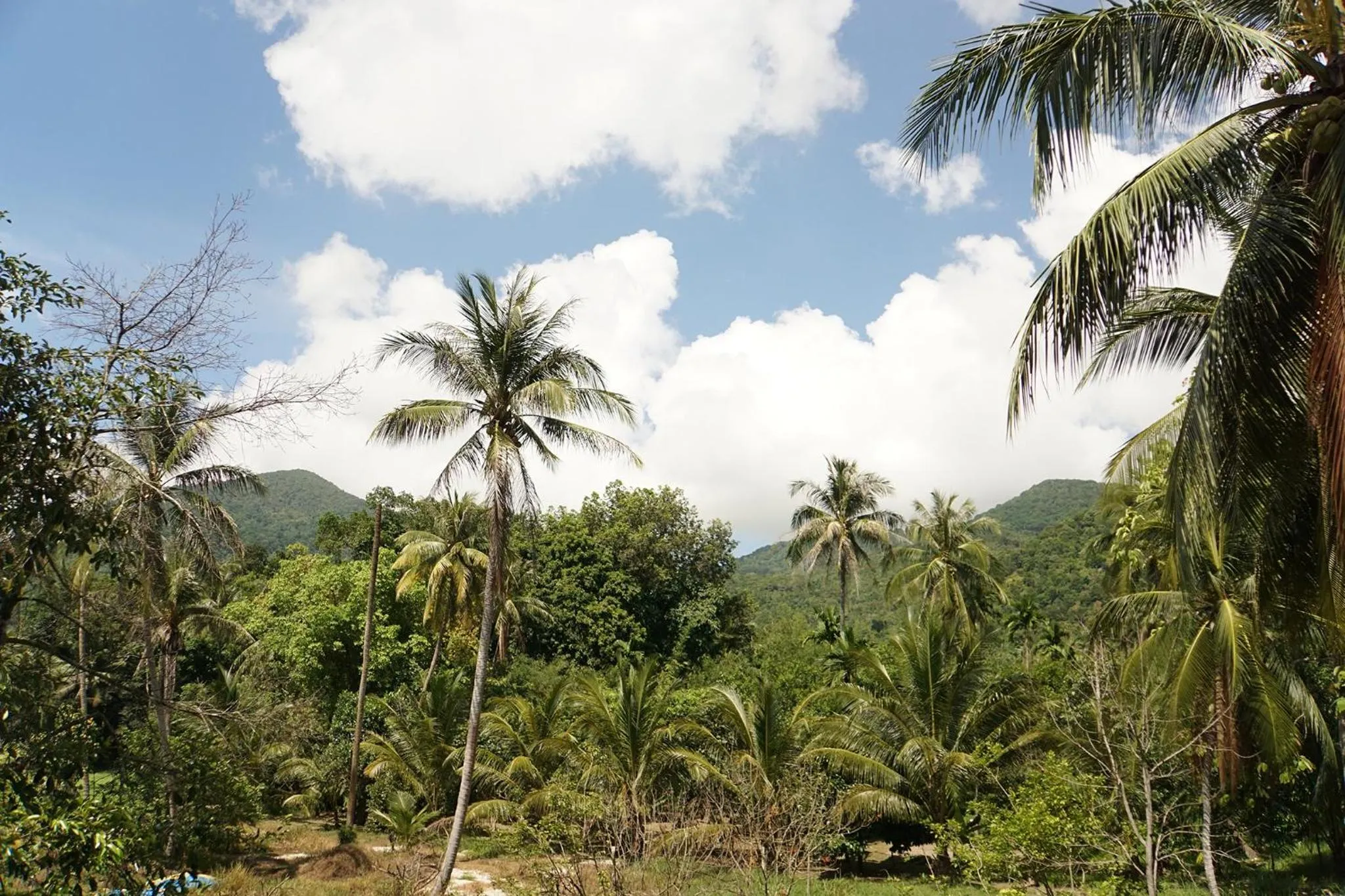 Wonderland Healing Center