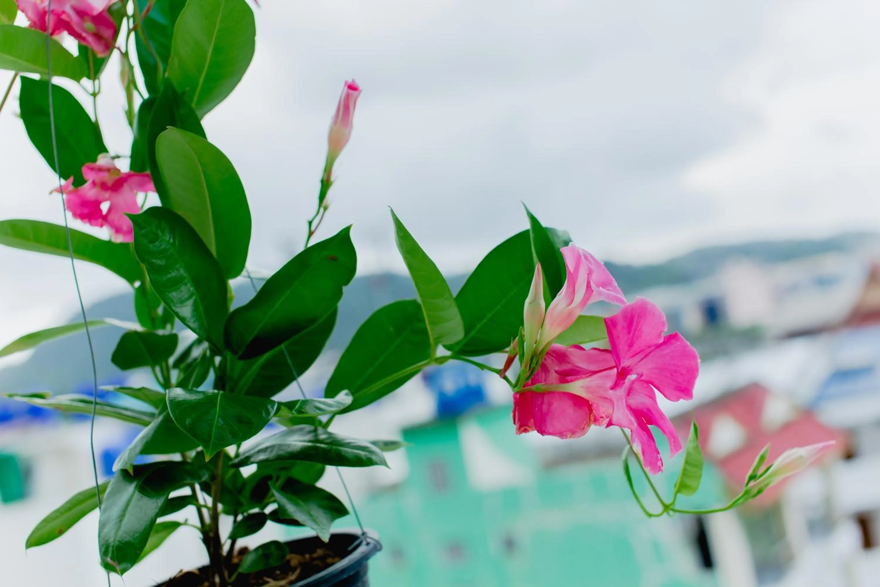 Balcony/Terrace in RK Guesthouse
