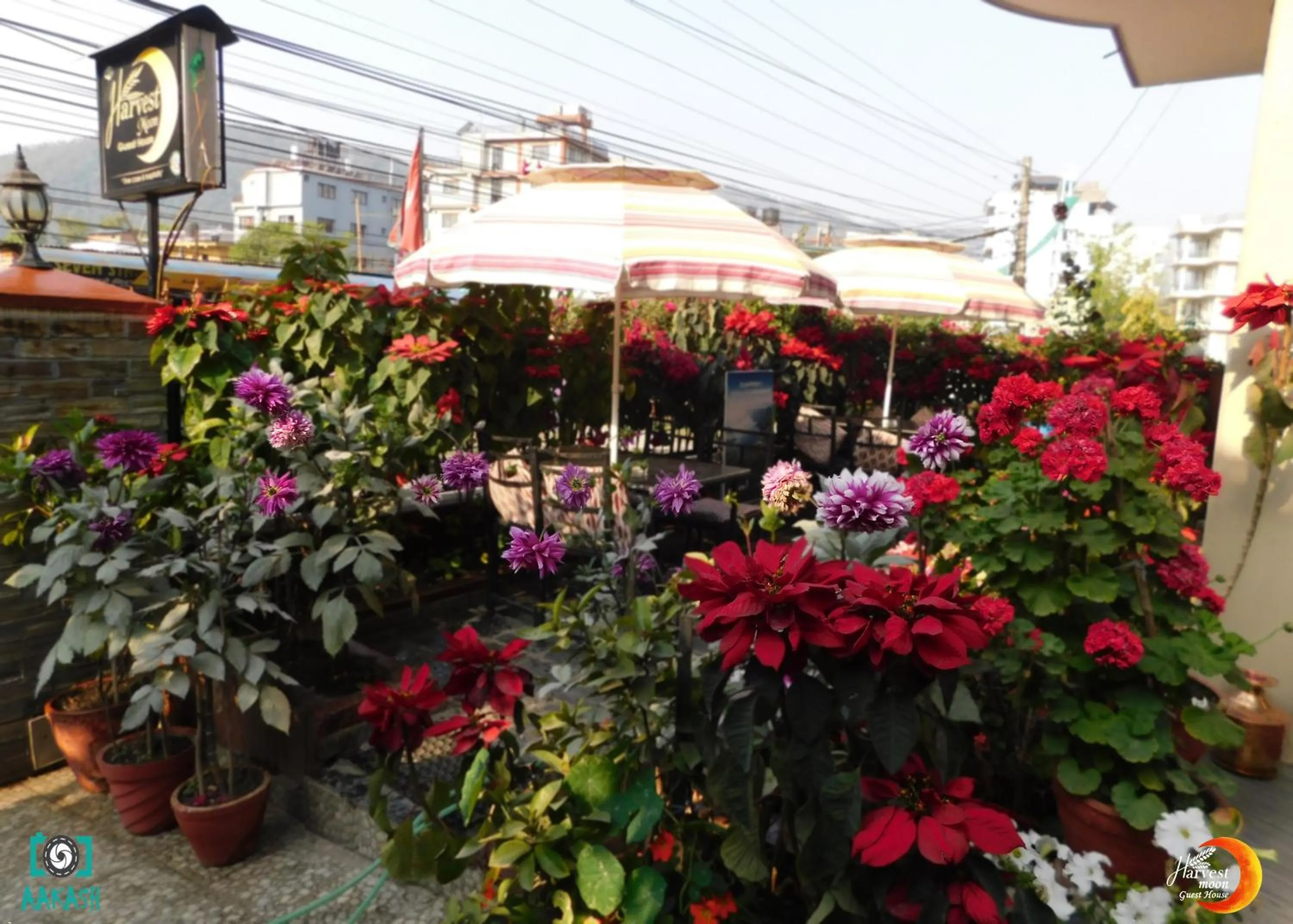 Garden in Harvest Moon Guest House