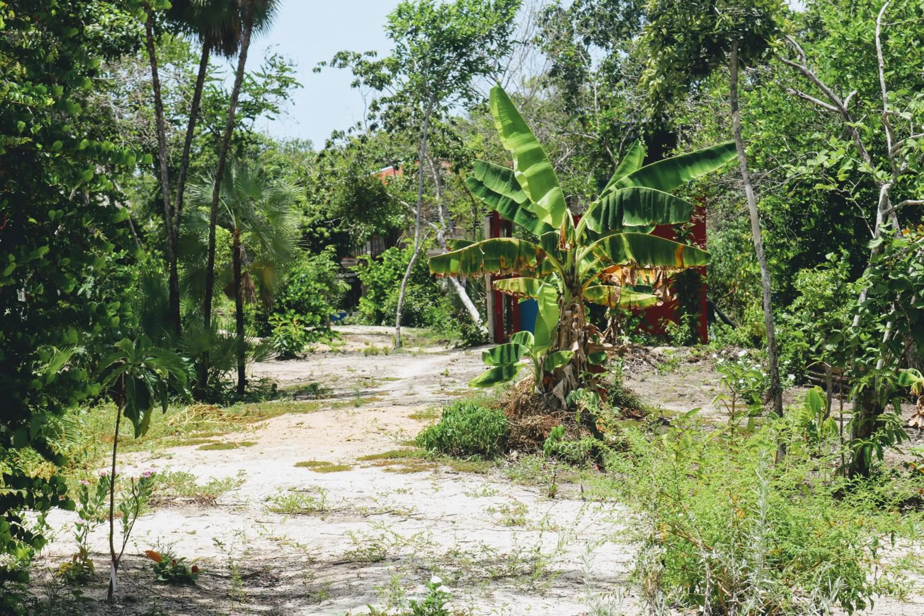 Natural landscape in Palmento Grove Garifuna Eco-Cultural & Healing Institute