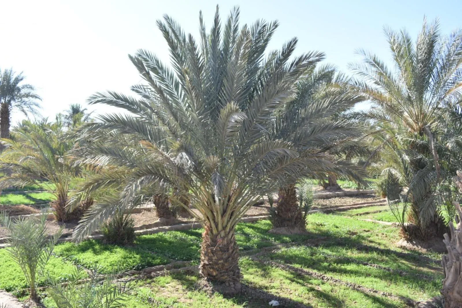Garden view in Chez Belkacem
