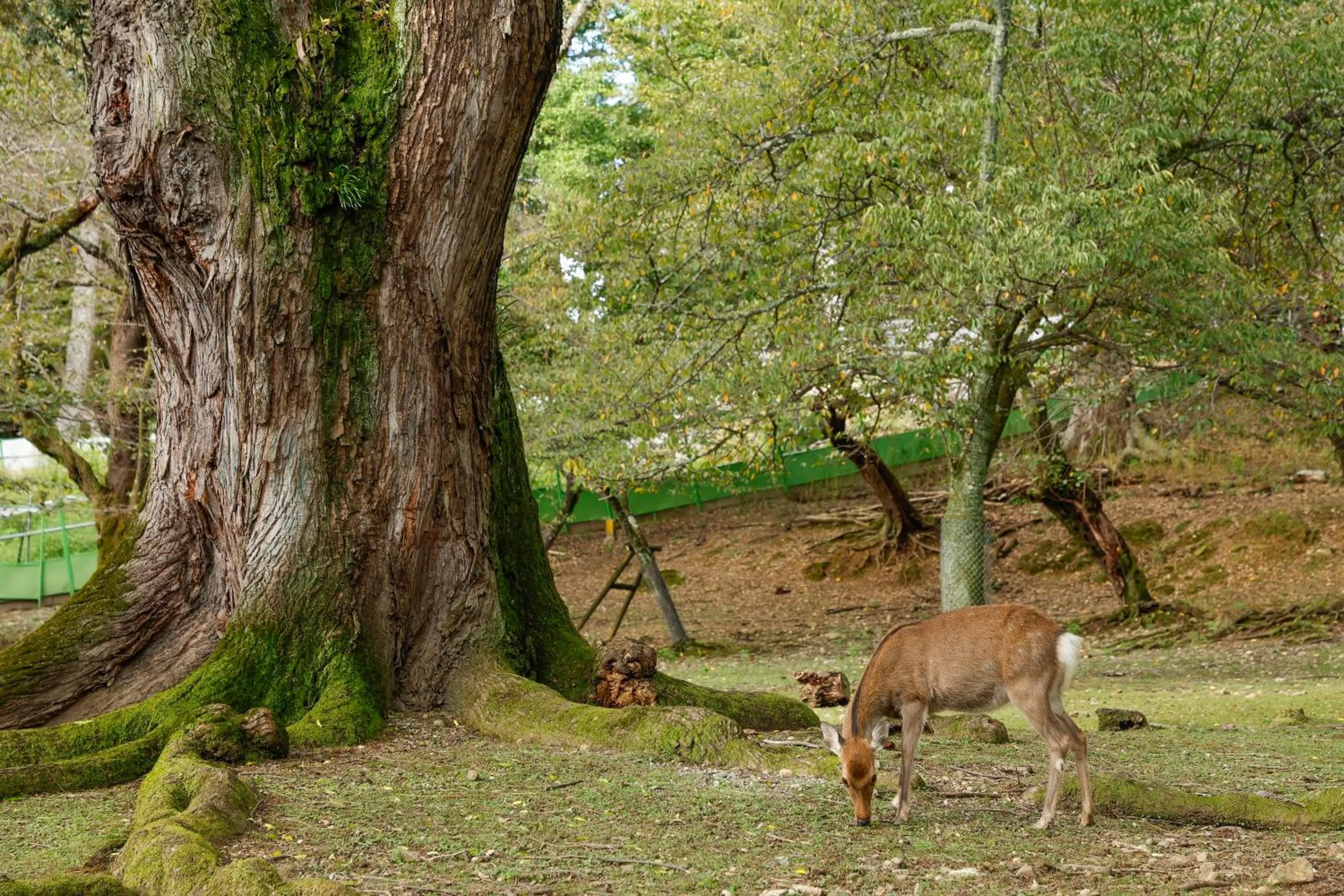 Day in VILLA COMMUNICO,Nara