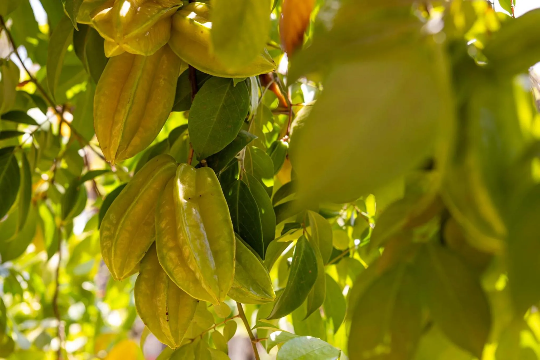 Garden in Pousada Vereda da Serra