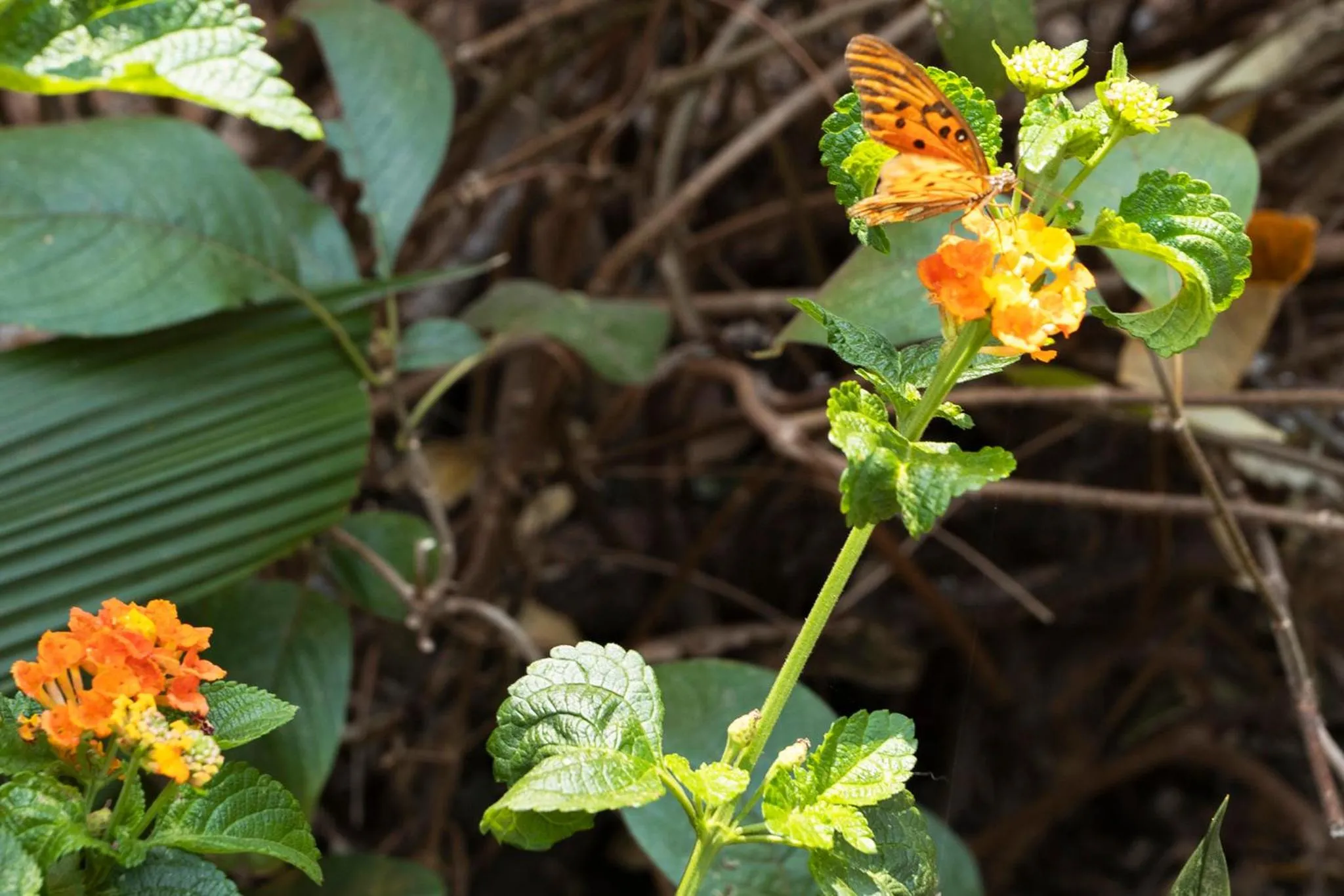Garden in Pousada Vereda da Serra