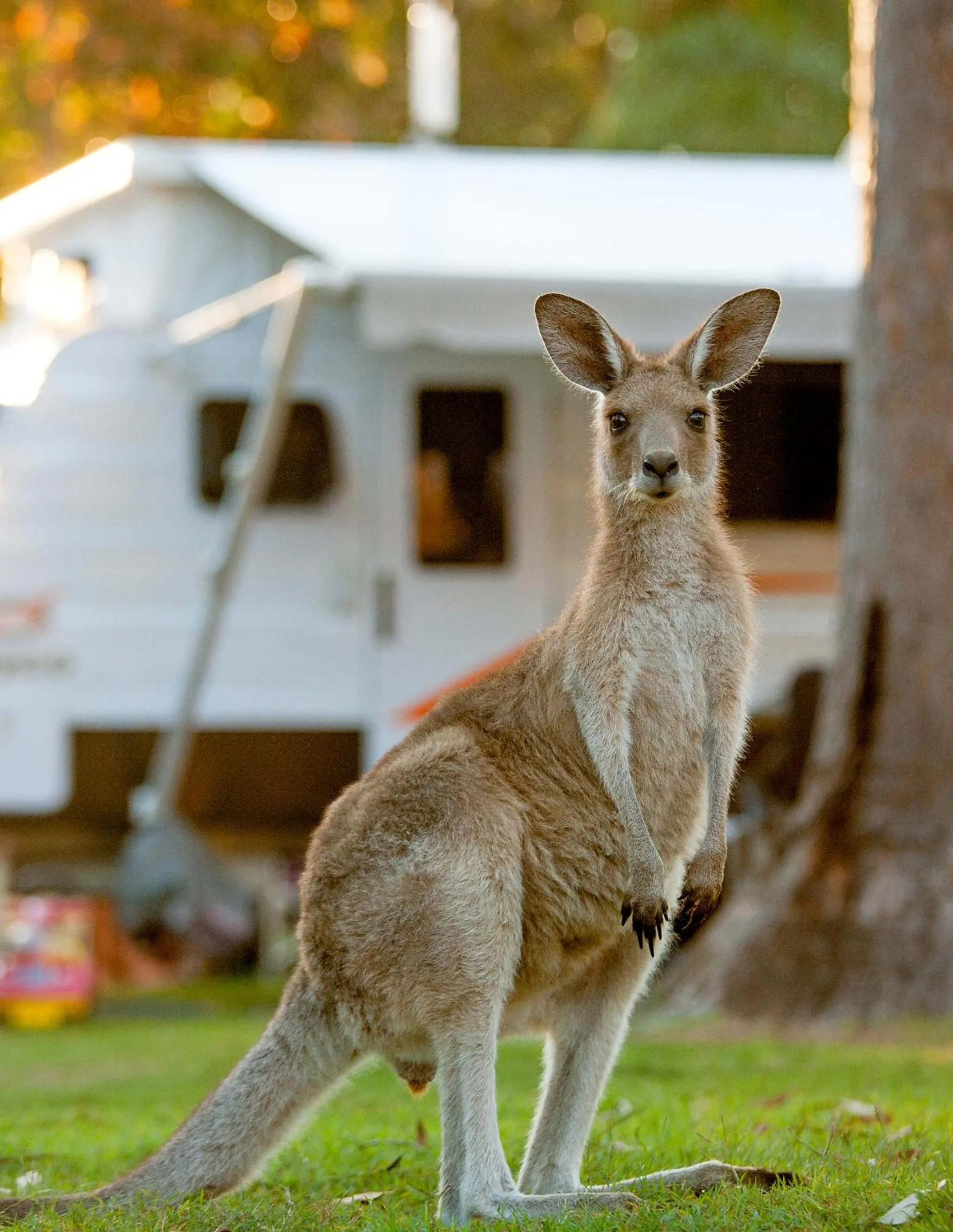 Animals in NRMA South West Rocks Holiday Park