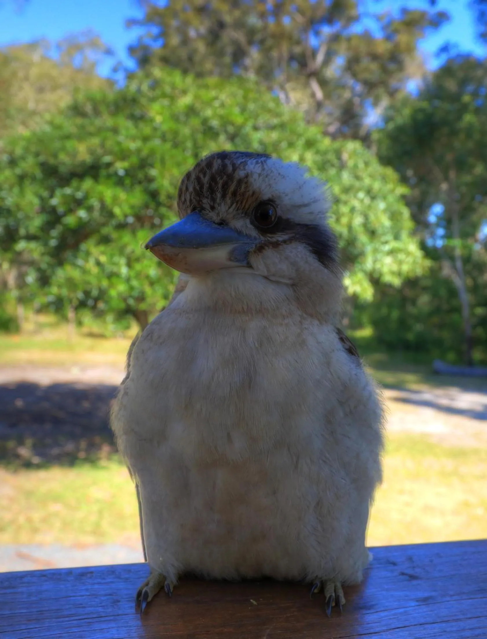 Animals in NRMA South West Rocks Holiday Park