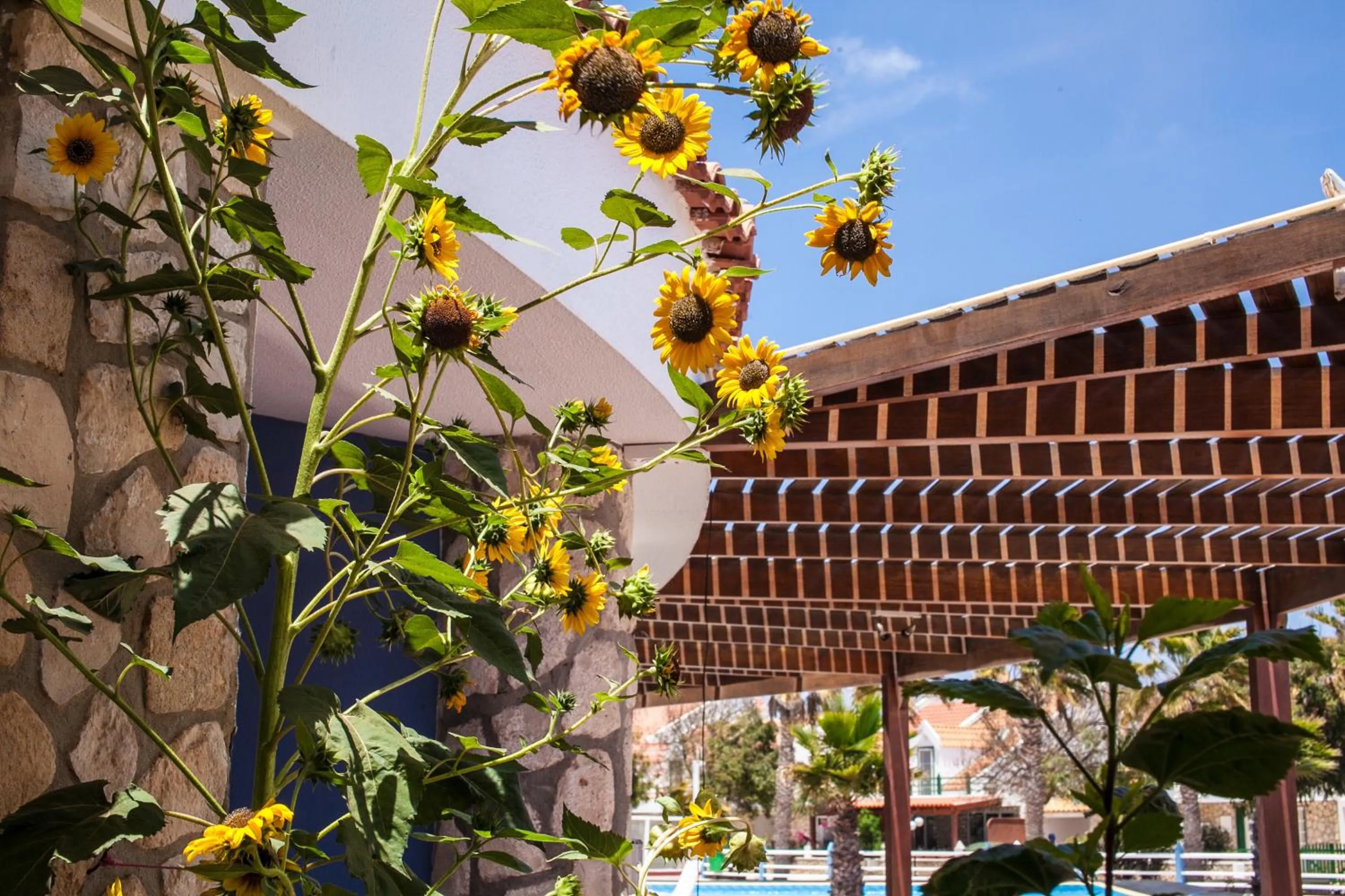 Balcony/Terrace in Murdeira Village