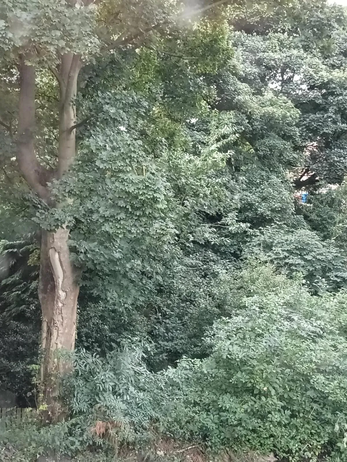 Natural landscape in Quarrie House