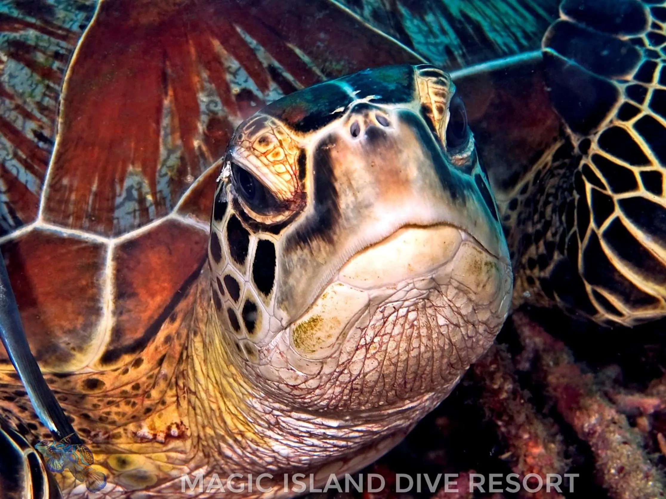 Snorkeling in Magic Island Dive Resort