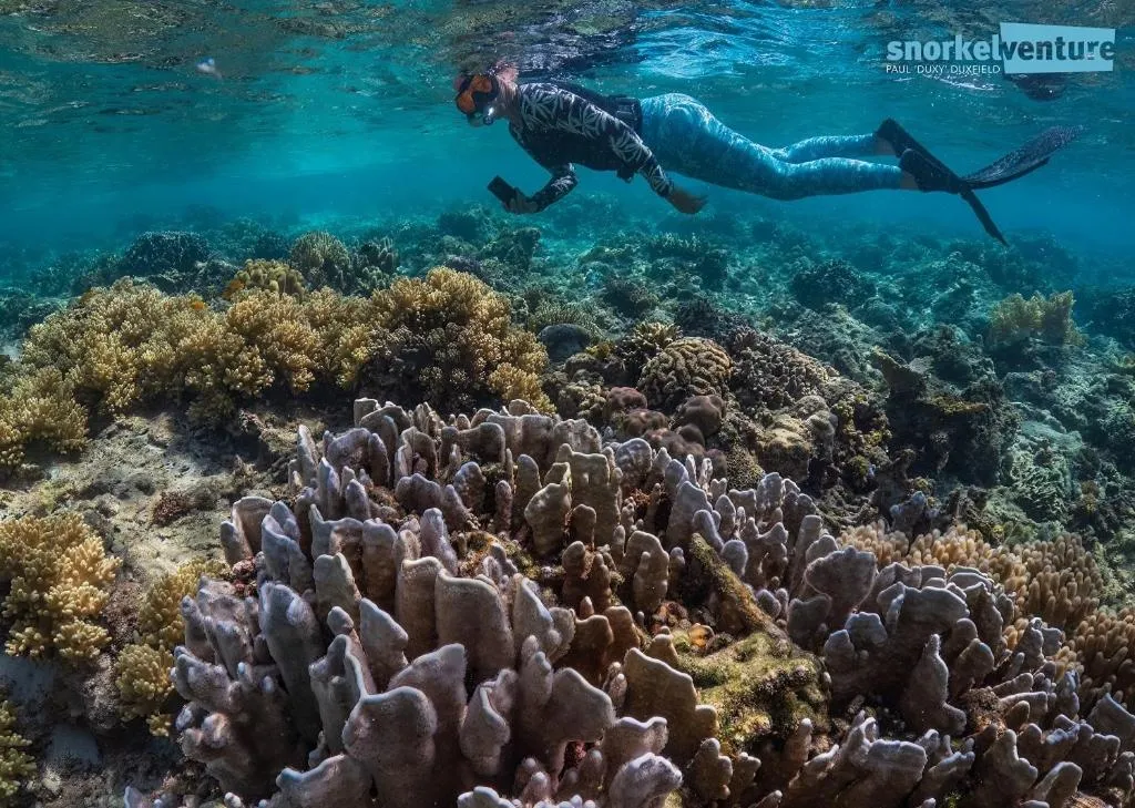 Snorkeling in Magic Island Dive Resort