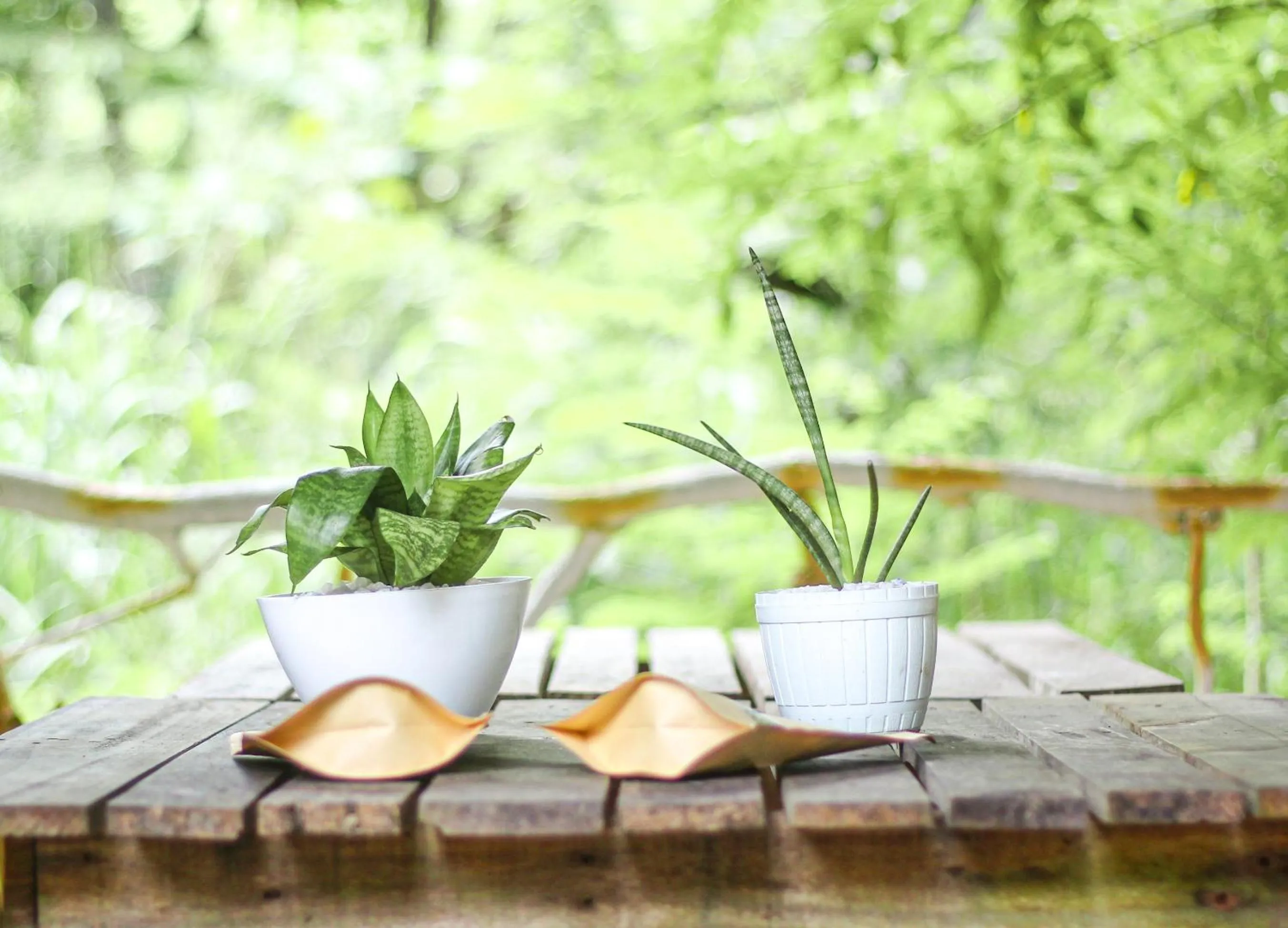 Restaurant/places to eat in Seasons Four Mini Jungle Cabana