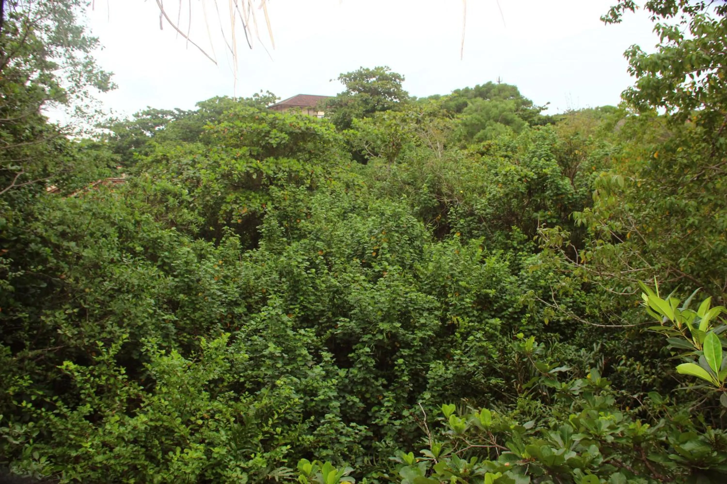 Area and facilities in Seasons Four Mini Jungle Cabana