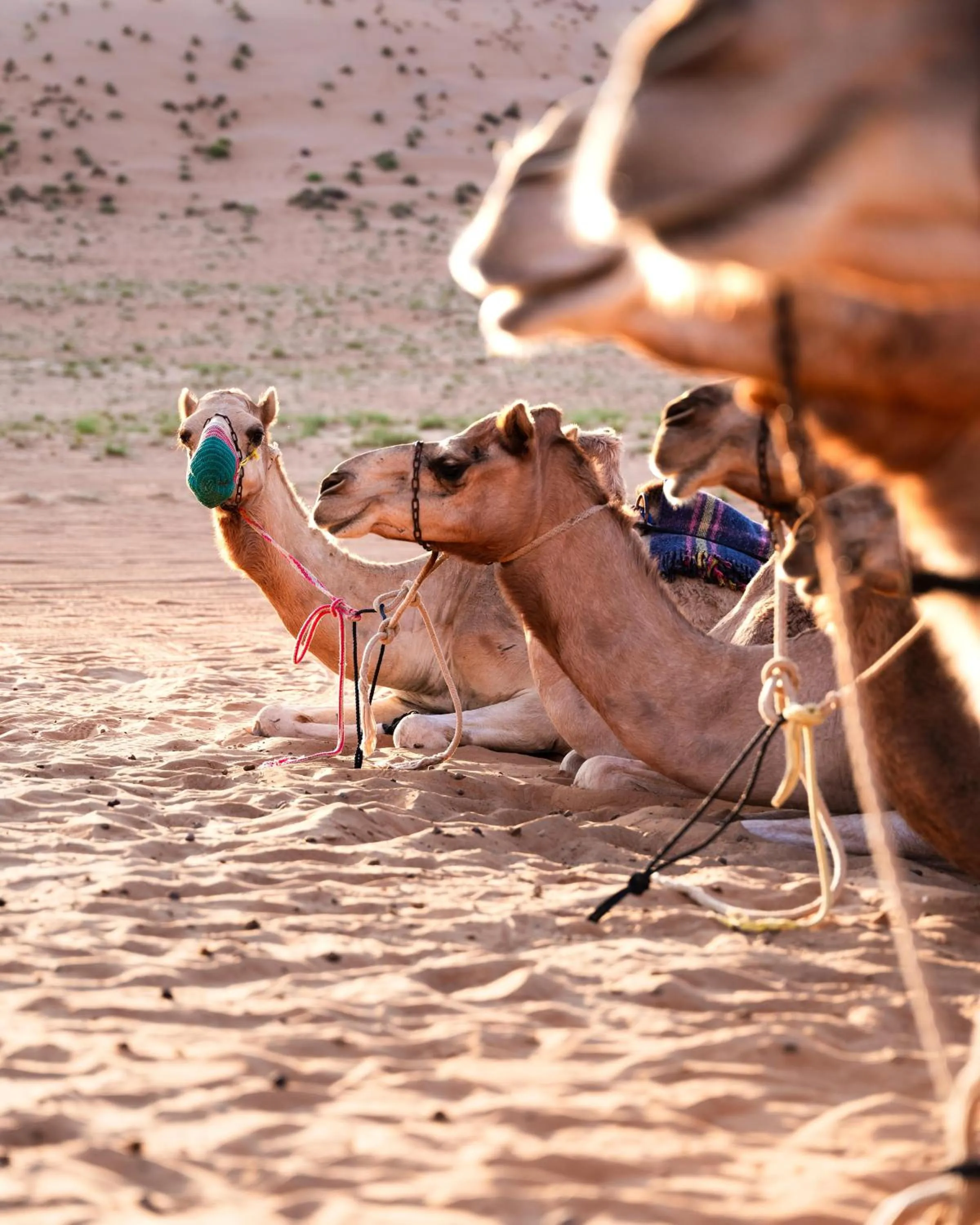 Pets in Thousand Nights Camp