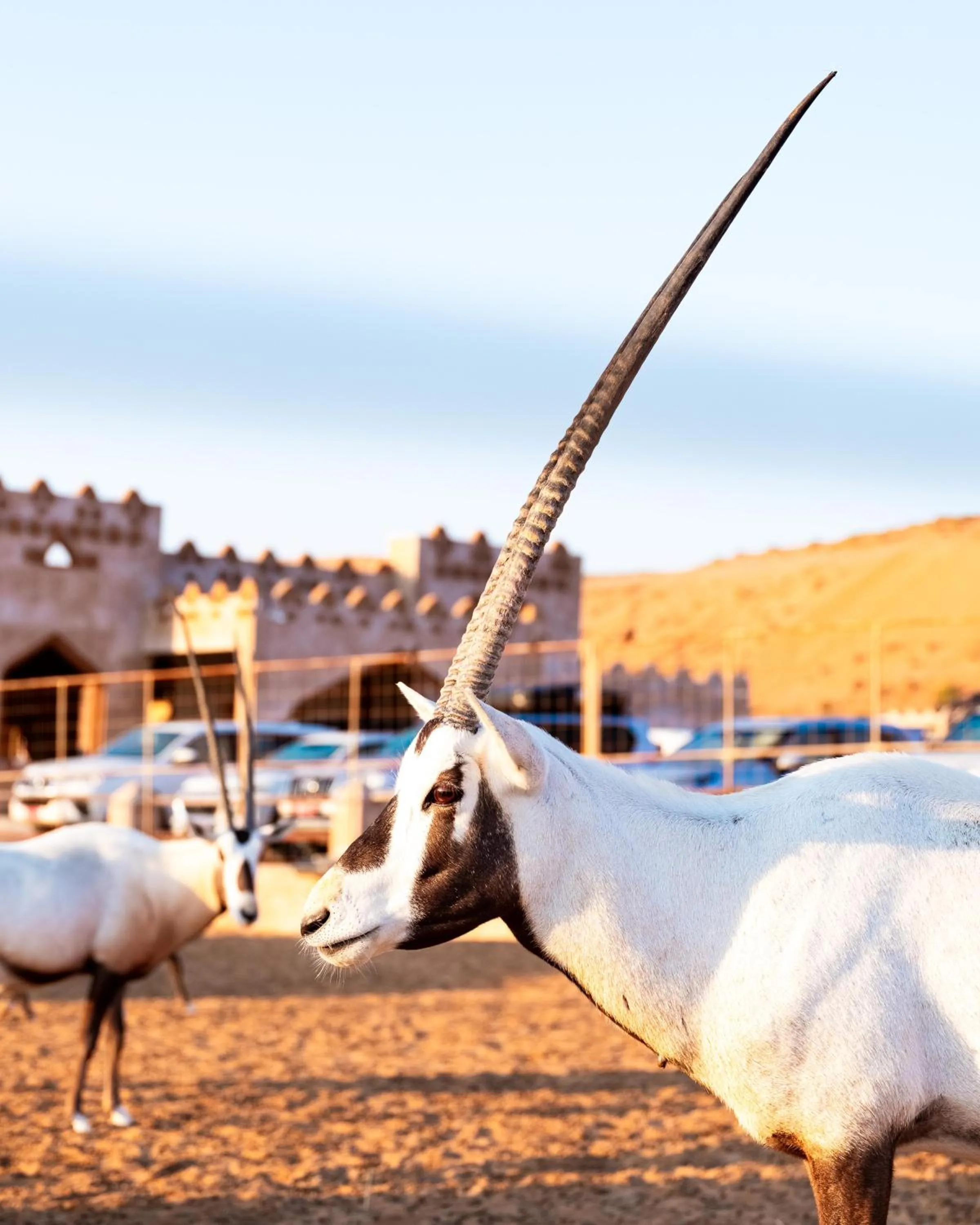 Pets in Thousand Nights Camp