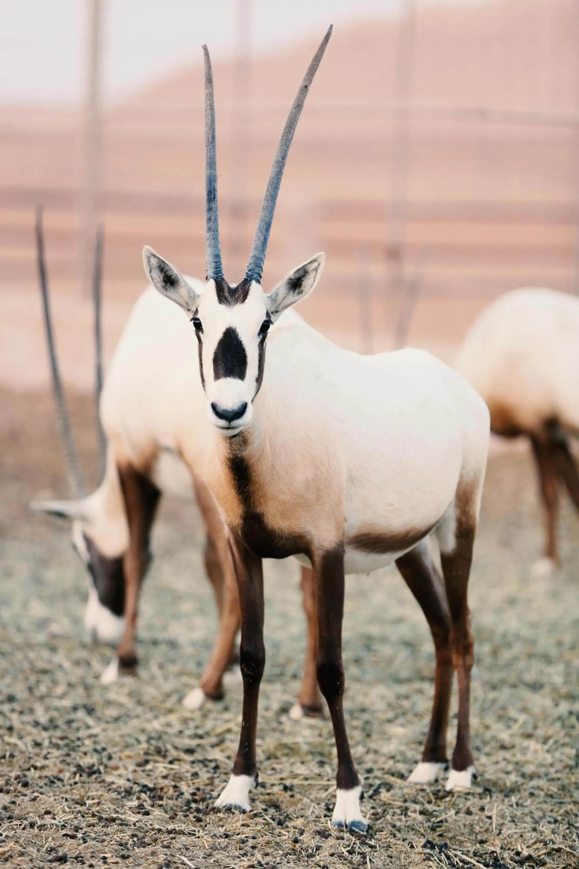 Pets in Thousand Nights Camp