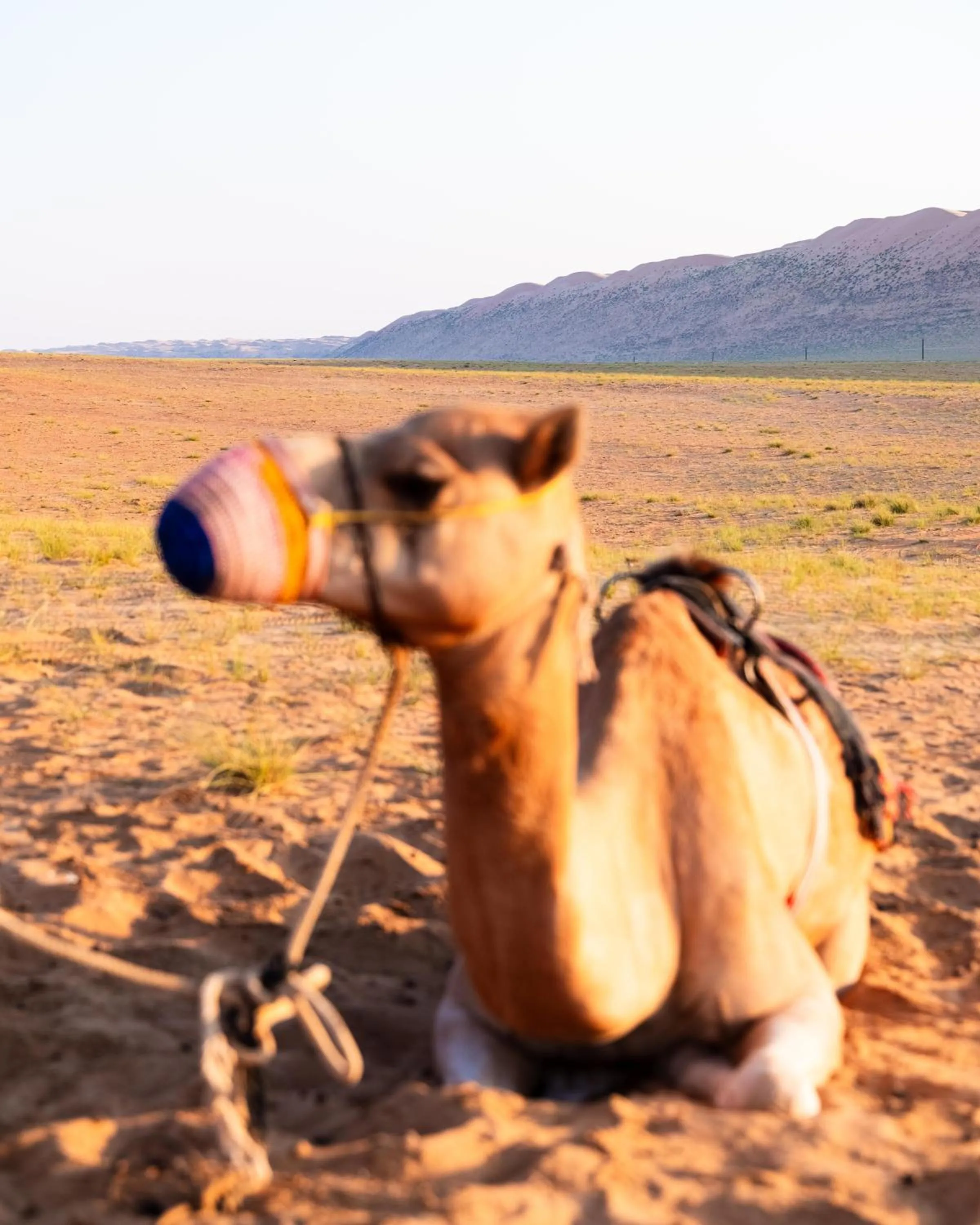 Pets in Thousand Nights Camp