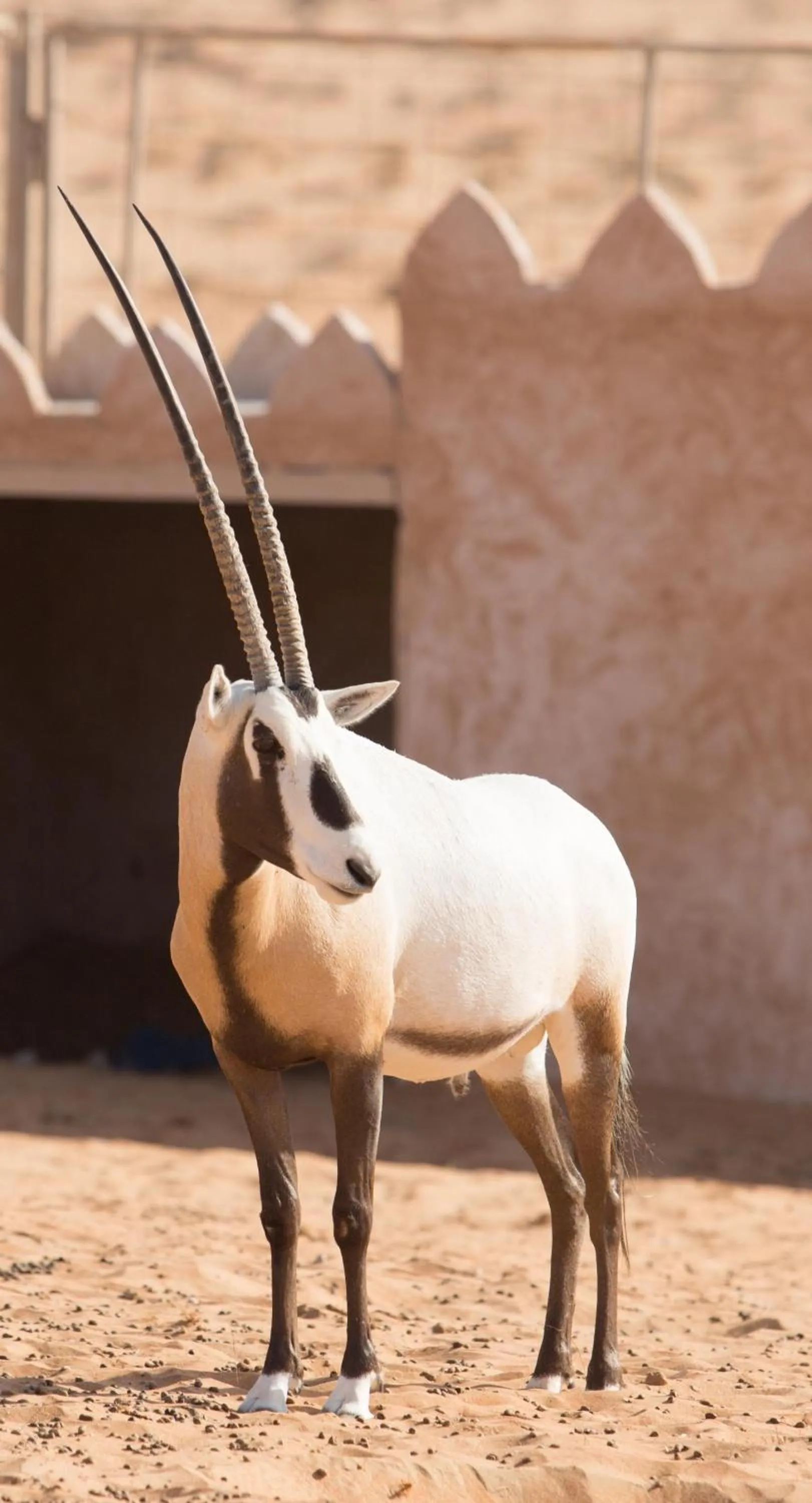 Pets in Thousand Nights Camp