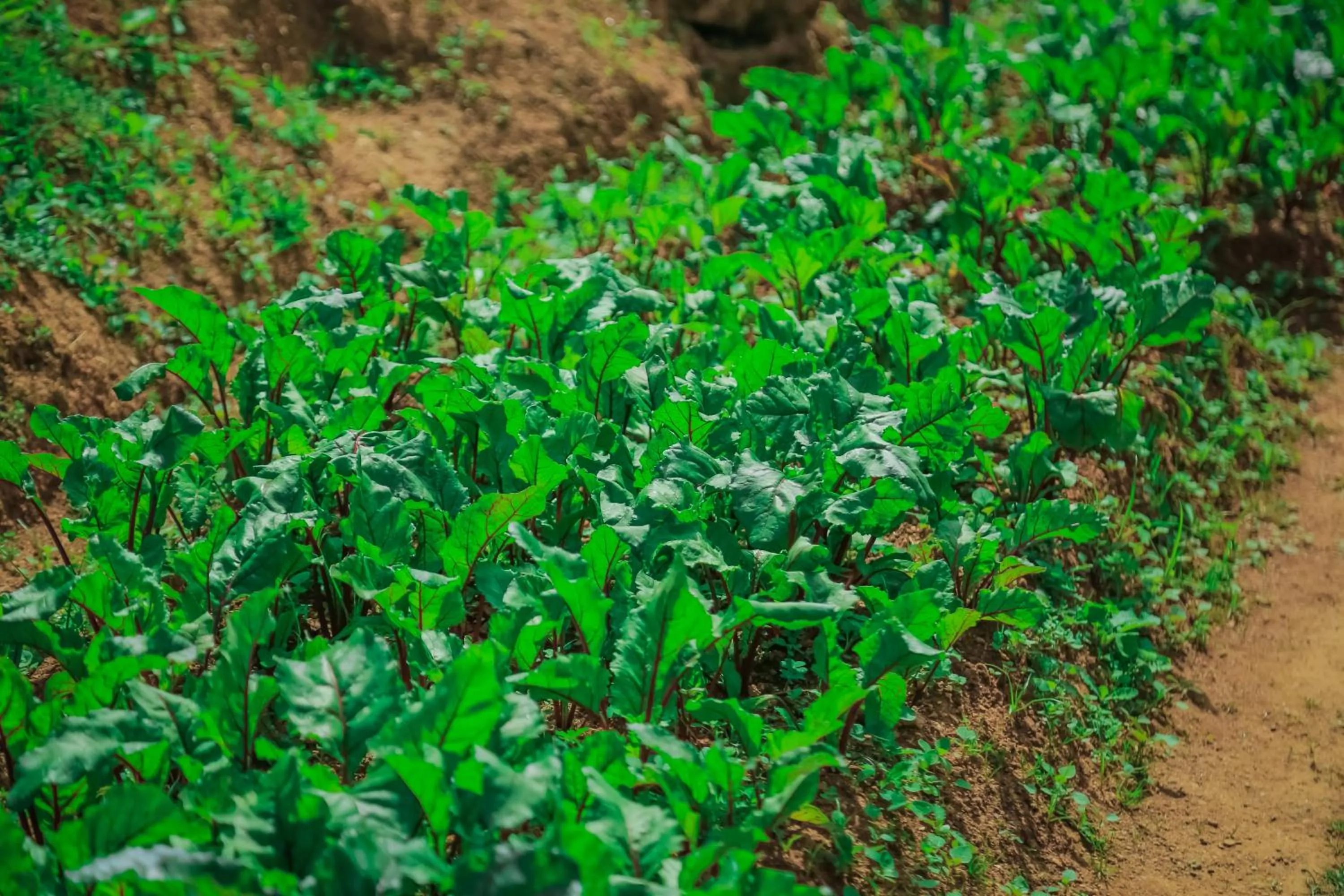 Garden in House of Leisure