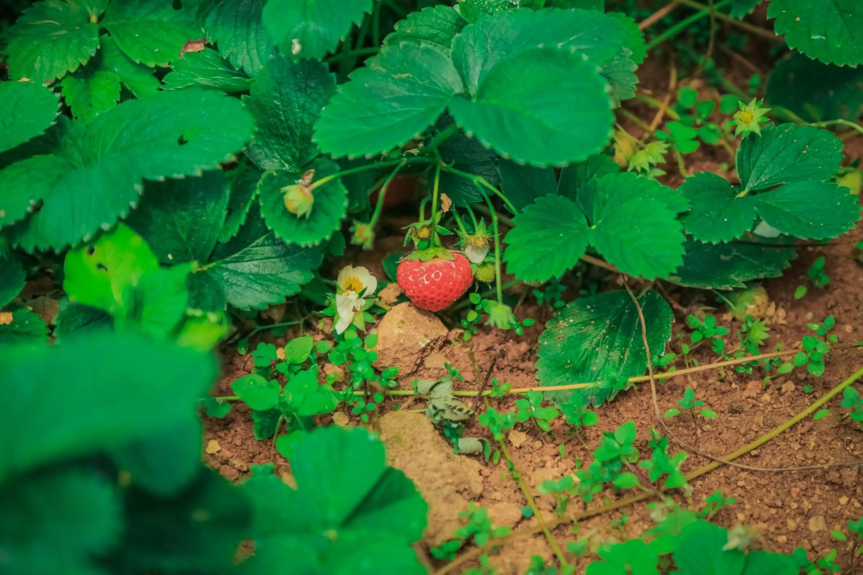 Garden in House of Leisure
