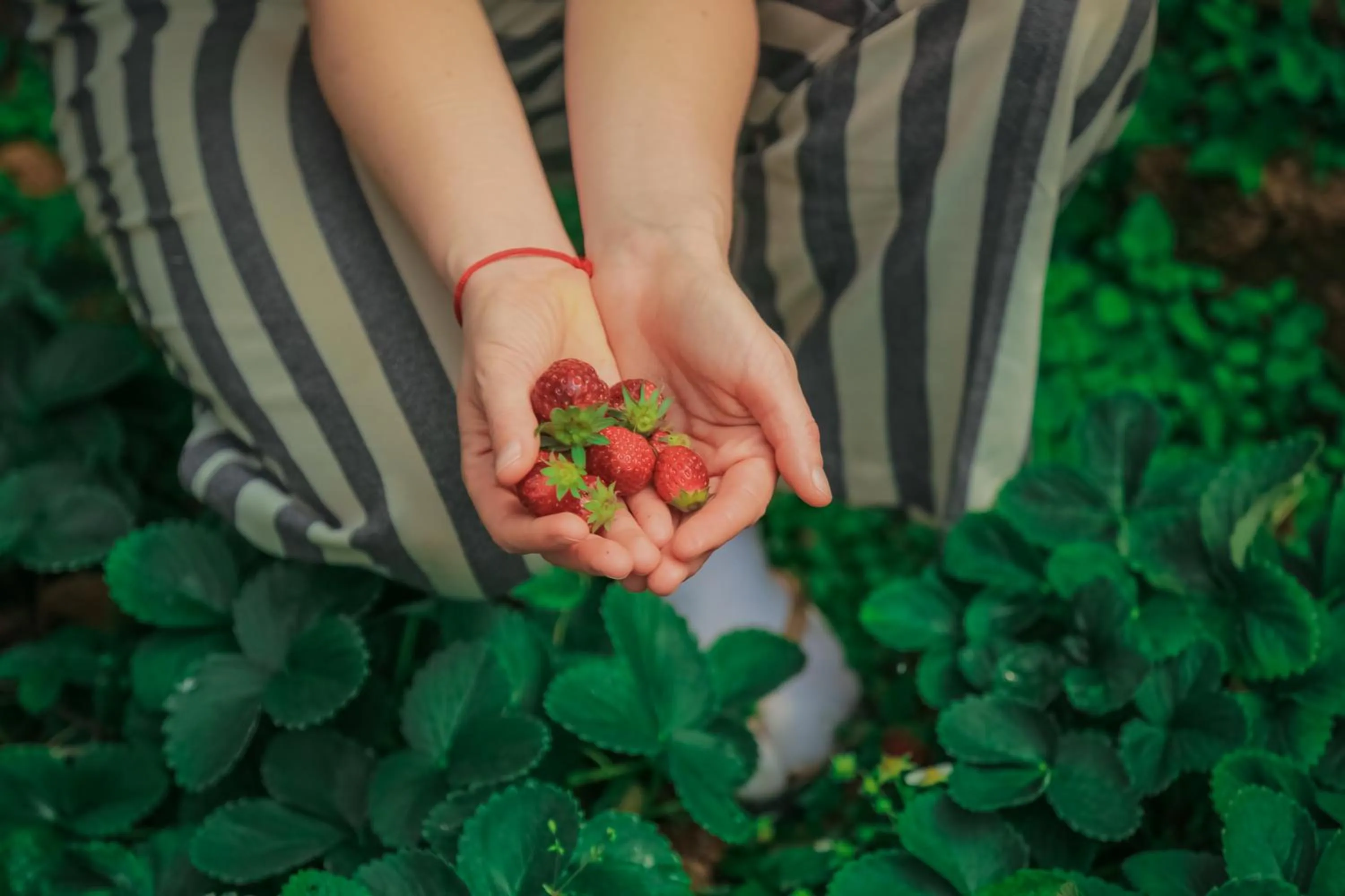 Garden in House of Leisure