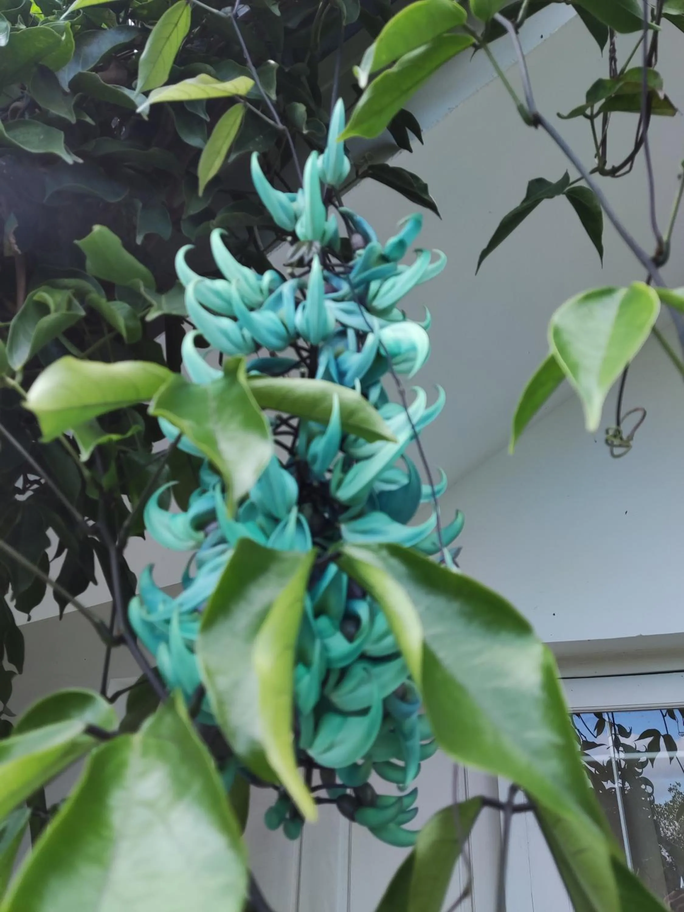 Garden in Munnar Tea Hills Resort - MTHR