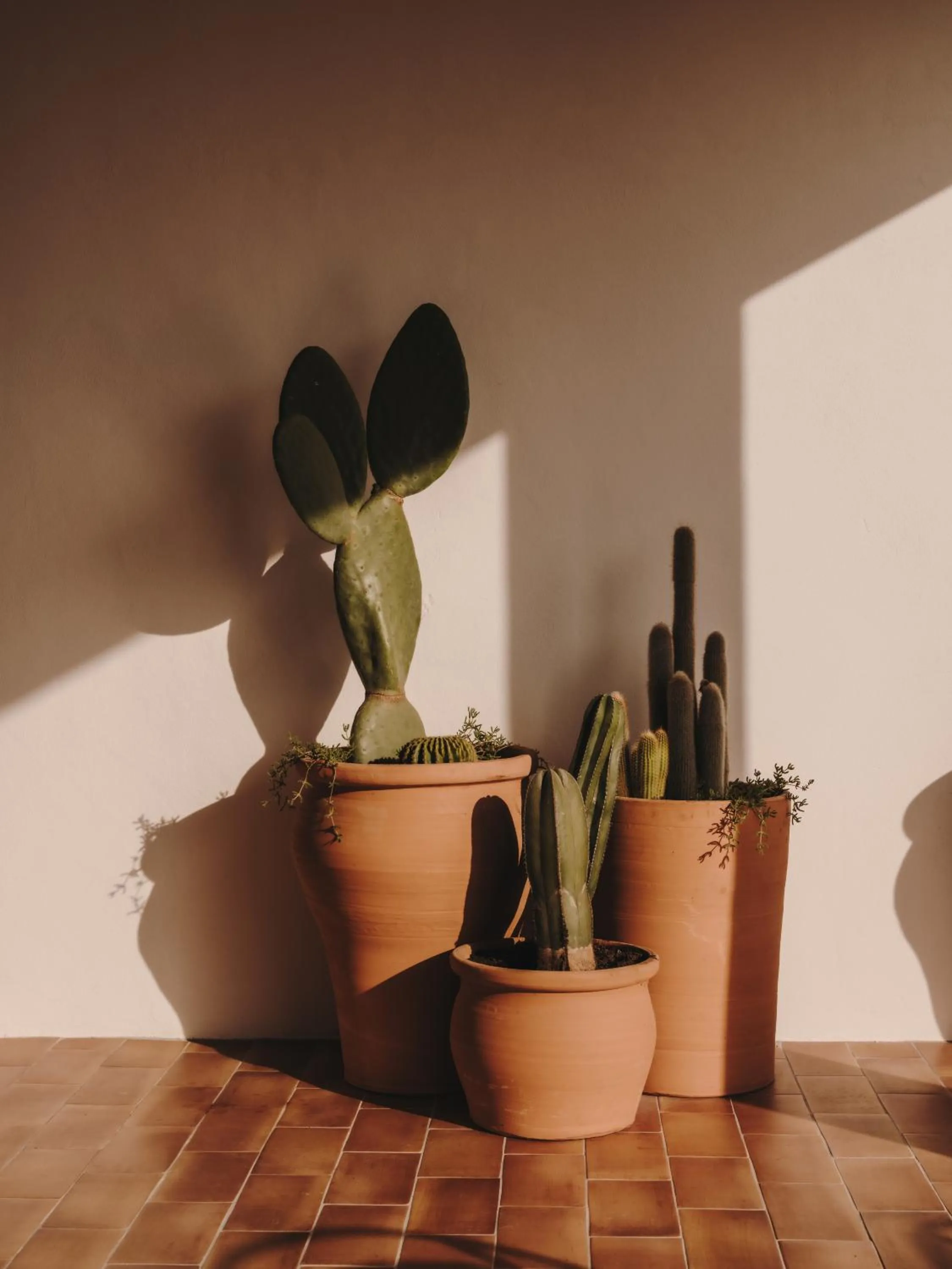 Restaurant/places to eat in Bonito Ibiza by O Beach