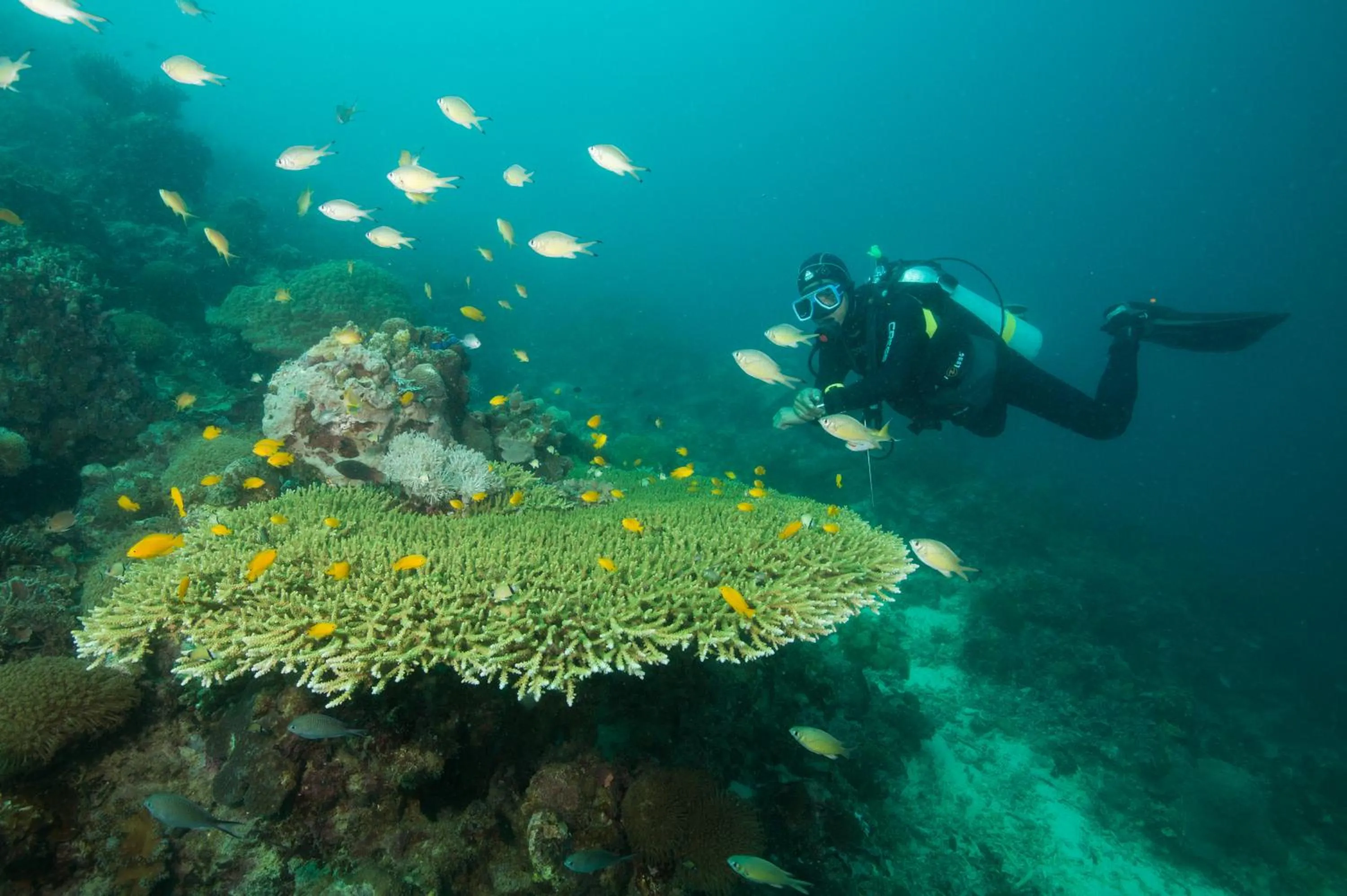 Off site in Magic Oceans Dive Resort